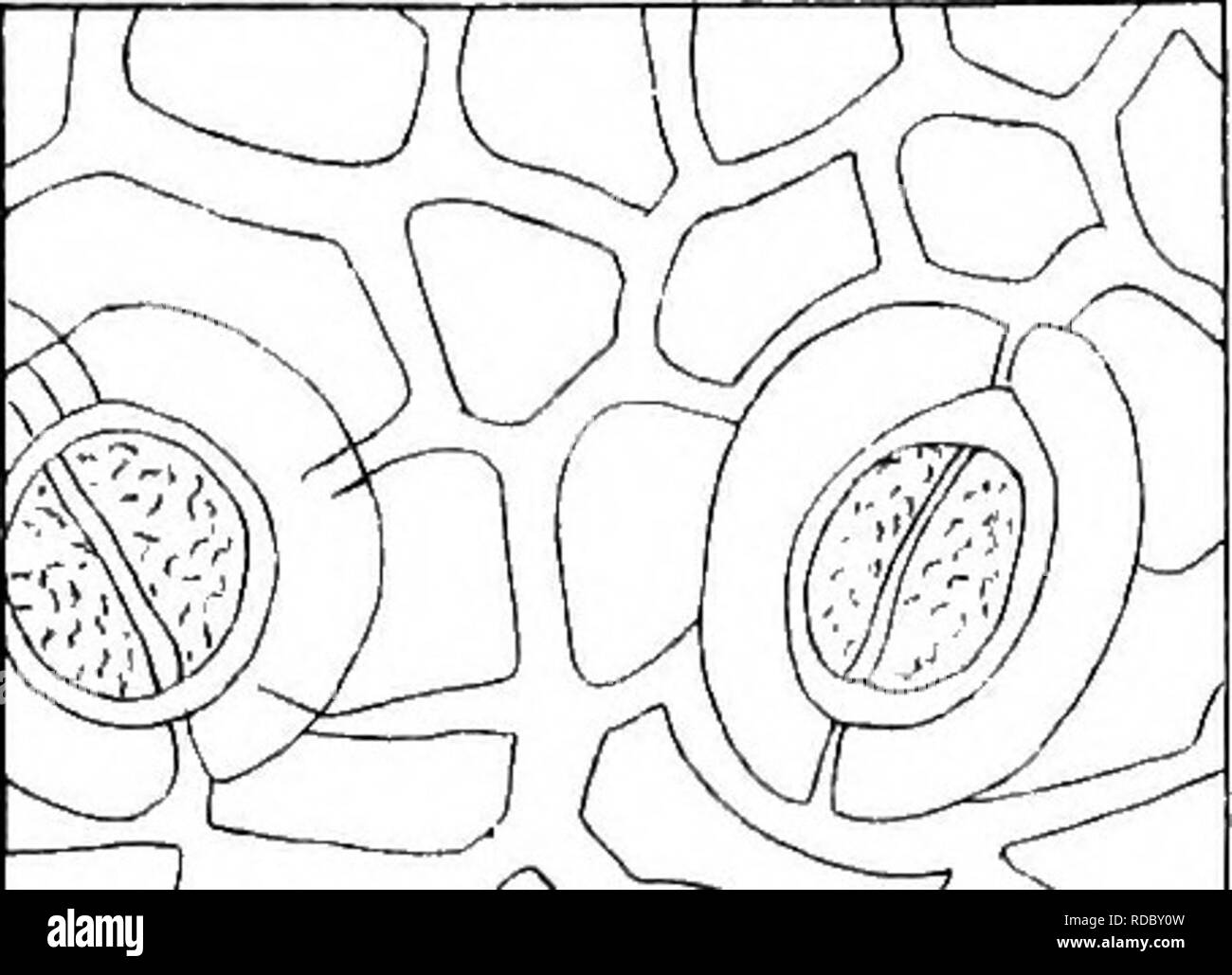 . Eucalyptographia. Einen beschreibenden Atlas der eukalypten von Australien und den angrenzenden Inseln. Eukalyptus; Botanik. E. SIDEROPHLOIA.. E.B0 TRYO 1 DES.. Bitte beachten Sie, dass diese Bilder sind von der gescannten Seite Bilder, die digital für die Lesbarkeit verbessert haben mögen - Färbung und Aussehen dieser Abbildungen können nicht perfekt dem Original ähneln. extrahiert. Müller, Ferdinand von, 1825-1896. Melbourne, J. Ferres, Govt. Drucken; [etc. , Etc. ] Stockfoto