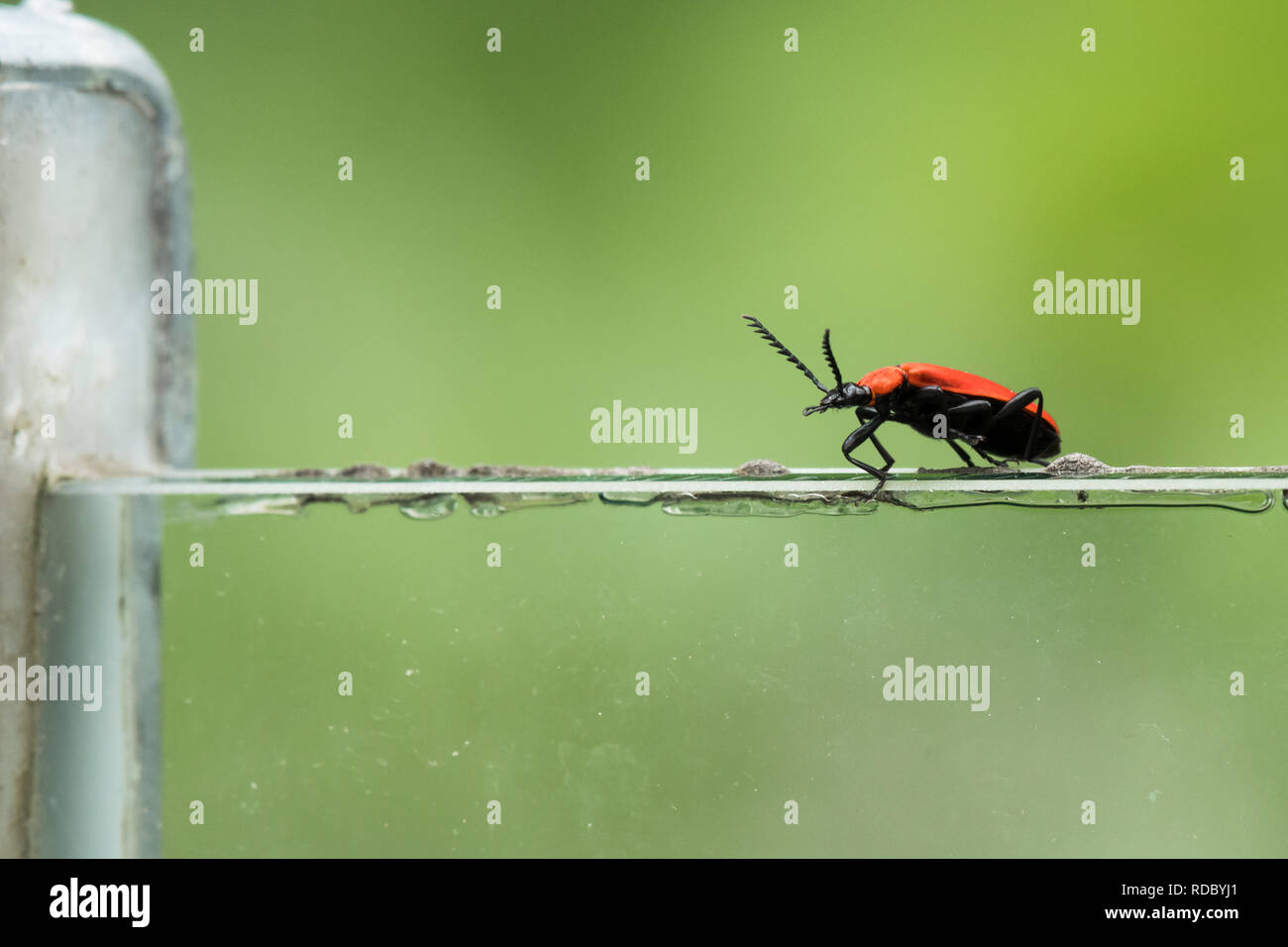 Ein Brand gefärbte Käfer (Pyrochroa coccinea) sitzt auf der Kante des Vorlagenglases, grüner Hintergrund Stockfoto