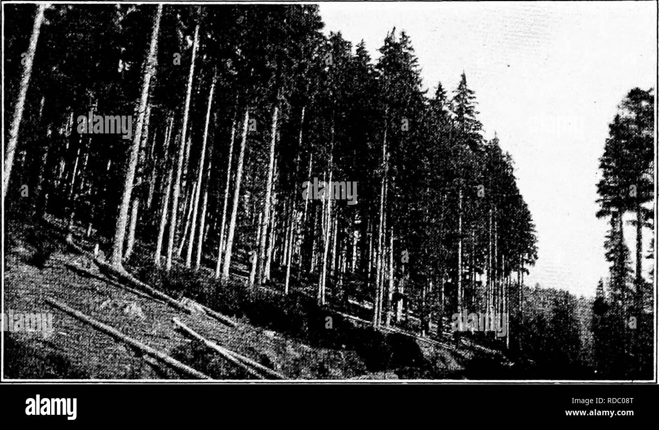 . Impressionen der europäischen Forstwirtschaft: Buchstaben während eines sechs Monate Besuch in England und auf dem Kontinent geschrieben. Wälder und Forstwirtschaft. Solche Dinge in Deutschland haben!), und der Rest, wie - sichergestellt, dass mit den Tipps, wird er nicht überschritten 5 $ oder $ 6 haben, amerikanisches Geld. In kleineren Städten der Vorteil an den Inhaber der Kontrollen Amerikanische Reisende' ist sogar noch deutlicher. Wer so geneigt ist, kann wie ein Prinz auf einem sehr wenige Dollar am Tag leben. Aus ganz anderer Sicht: Die atti-tude auf Amerikaner in Ger manifestiert - viele ist eine Frage des Interesses. Es scheint keine Feindschaft zu werden, aber nur freundlicherweise feeli Stockfoto