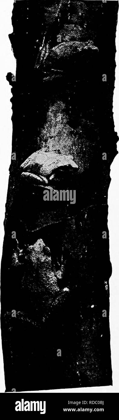 . Handbuch der Natur - Studie für Lehrer und Eltern, auf dem Cornell Natur - Studie Merkblätter. Die Natur studieren. Der Baum - Frosch, oder Baum - der kröte Lehrer Geschichte", ehe noch die frühesten Warbler aufwacht, der kommende Frühling zu erzählen. Von jedem Marsh ein Chor bricht, ein Chor unsichtbar, wie wenn die Blüten der u-bahn, ein Hauch der Äußerung gefunden hatte." - Tabb. Mit den ersten Songs von Robin und Bluebird IN VERBINDUNG, ist die ebenso reizvolle Chor der spring Peepers, doch wie selten tun die meisten von uns ein Mitglied dieser unsichtbaren Chor sehen! Es gibt einige Kreaturen, die die Quintessenz der Slang Stockfoto