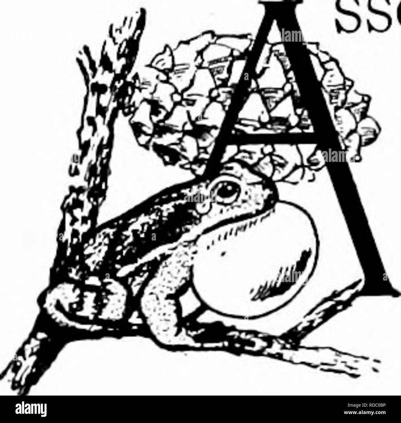 . Handbuch der Natur - Studie für Lehrer und Eltern, auf dem Cornell Natur - Studie Merkblätter. Die Natur studieren. 190 Handbuch der Nalure-Study. Der Baum - Frosch, oder Baum - der kröte Lehrer Geschichte", ehe noch die frühesten Warbler aufwacht, der kommende Frühling zu erzählen. Von jedem Marsh ein Chor bricht, ein Chor unsichtbar, wie wenn die Blüten der u-bahn, ein Hauch der Äußerung gefunden hatte." - Tabb. Mit den ersten Songs von Robin und Bluebird IN VERBINDUNG, ist die ebenso reizvolle Chor der spring Peepers, doch wie selten tun die meisten von uns ein Mitglied dieser unsichtbaren Chor sehen! Es gibt einige Kreaturen, die Stockfoto