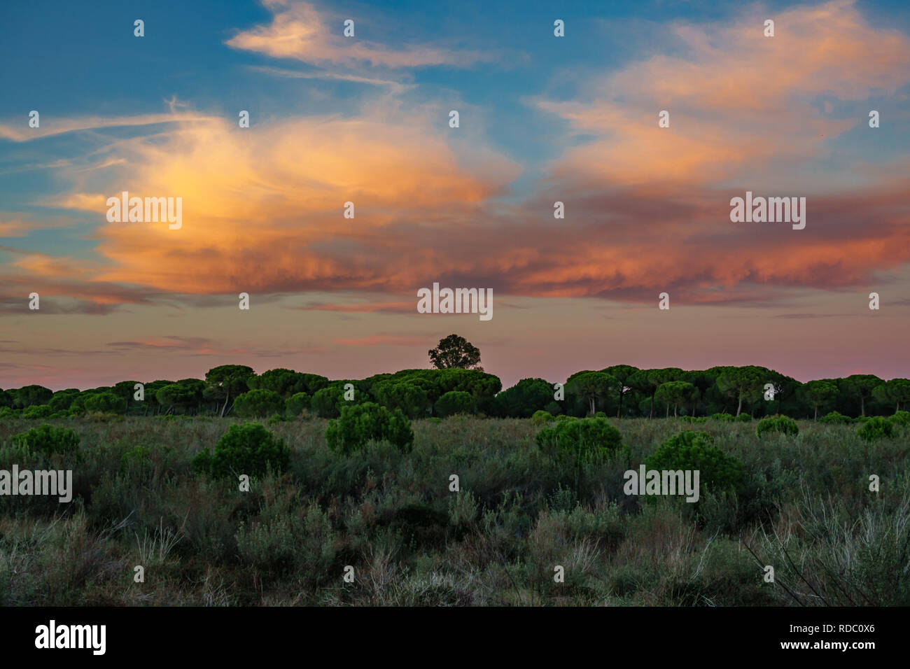 Bush und Kiefernwald bei Sonnenuntergang mit orange Wolken in Donana National Park, Spanien Stockfoto