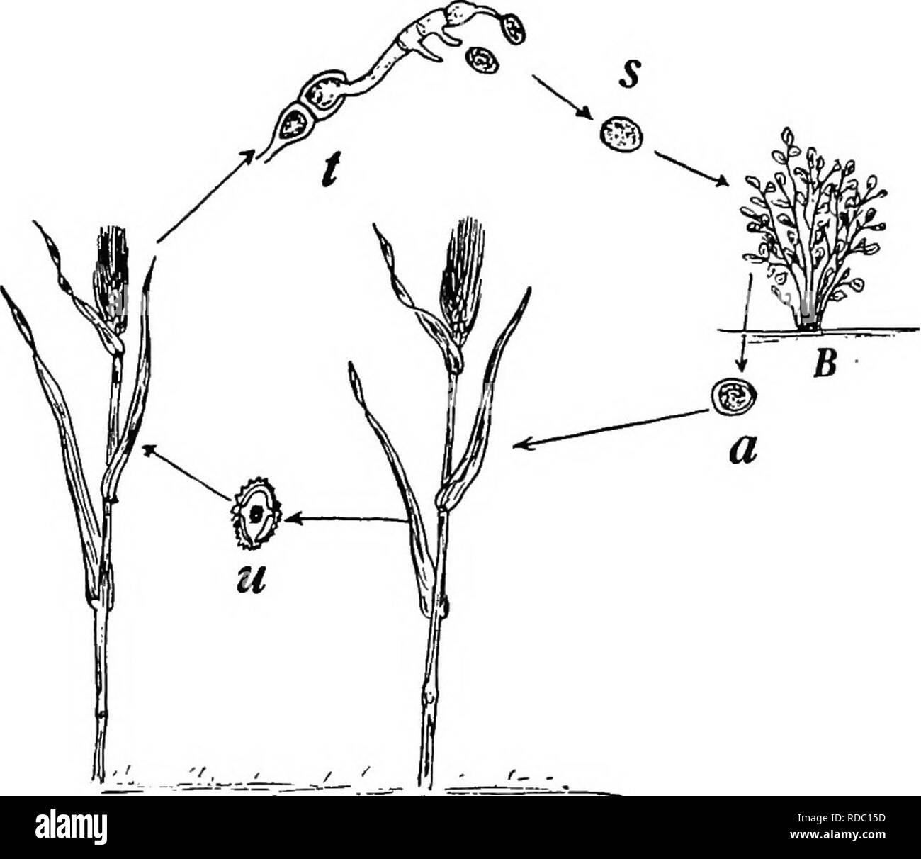 . Botanik für landwirtschaftliche Studenten. Botanik. Abb. 356. - Stadium des Weizen Rost auf der Berberitze Bush, BcrherU vulgaris. Links, Blatt von Berberitze, zeigen die betroffenen Bereiche, die rot sind - Teller, viel verdickt, und enthalten viele Schale - wie Depressionen; rechts, ein sehr erweiterten Abschnitt durch den betroffenen Bereich des Blattes, eine der Lageraußenringe (C) mit Ketten von aecidiospores (X200). Die sehr kleine Sporen an (p) sind die spermatia oder pycniospores.. Abb. 357. - Grafik, die den Lebenszyklus der Weizen Rost. A, Weizen Pflanzen; B, Berberitze Bush; u, uredospore; t, teleutospore; s, basidio - spore Stockfoto