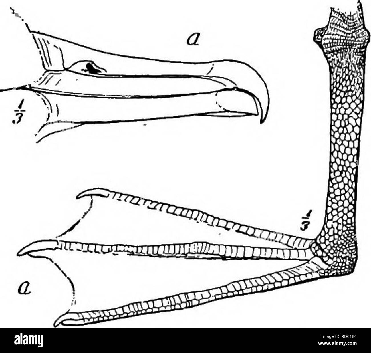 . Handbuch der Vögel des östlichen Nordamerika: mit Tasten, um die Arten und Beschreibungen ihrer Gefieder, Nester und Eier, deren Verteilung und Migration... Vögel. Fia. 7. Fio. 8. C. Bill gerade, nicht angespannt und scharf spitz; out "r Schwanzfedern im Allgemeinen länger als die Mitte. Unterfamilie Sternince: Teens (Abb. 7), S. 76. D. Bill dünn und bladelike, der unterschnabel viel länger als die oberen. . Familie Bynchopidce: schaumlöffel (Abb. 8), S. 85.. Bitte beachten Sie, dass diese Bilder aus gescannten Seite Bilder, die digital für die Lesbarkeit erhöht worden sein können extrahiert werden - Färbung Stockfoto