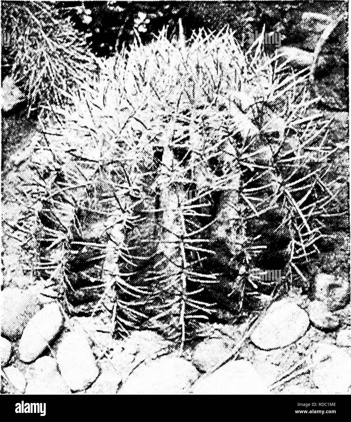 . Botanik für landwirtschaftliche Studenten. Botanik. Schutz gegen Transpiration 267 piring Oberfläche. (Abb. 24-0.) Durch die Reduzierung der Anzahl der Stomata, wie in vielen Gräsern, oder durch die stomata in speziellen epider-mals Hohlräume, wie in der Nelke, Transpiration verringert wird.. Abb. 240. - Ein kugelförmiger Kaktus, ein Beispiel für eine Pflanze mit Blättern von Stacheln ersetzt. Nach J. M. Kolter. Manchmal, wie im Mais, die Rollen der Blätter sinkt der Oberfläche freigelegt und vermindert die Transpiration. {Abb. 2^1.). Bitte beachten Sie, dass diese Bilder aus gescannten Seite Bilder, die Digi wurden extrahiert werden Stockfoto