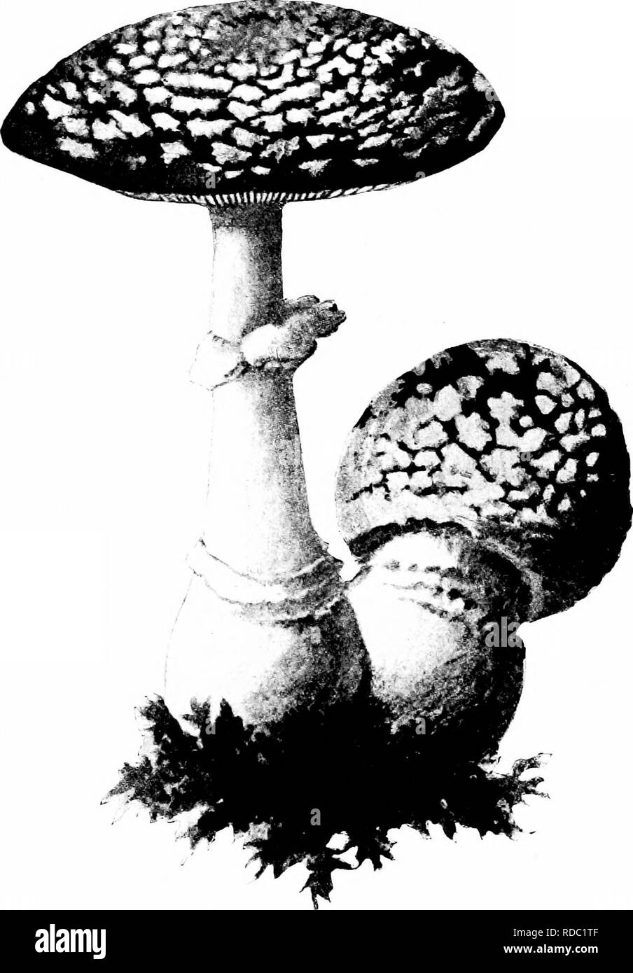 . Minnesota Pilzen... Botanik; Pilze. 10 Minnesota PILZE Amanita frostiana Frost Amanita Gap klein. 3-6 cm. - Große, helle Gelb oder Orange, mit Warze - wie Schuppen oder occasionallv nearlv Glatt, Marge gerieft, konvex auf Ebene; s t e m 5-S cm hoch.. Abbildung 4. Amanita muscaria tödlich! Weiß oder Gelb, bauchigen, gefüllt, Ring zarte, oft verschwinden, v o 1 v a Ein zarter Rand auf dem Bauchigen, Basis, oder die aus wenigen gelblichen Skalen; Kiemen weiß oder gelblich: Sporen gewölbt, 8-10 u. Selten; Giftig.. Bitte beachten Sie, dass diese Bilder aus gescannten Seite Bilder extrahiert werden Stockfoto