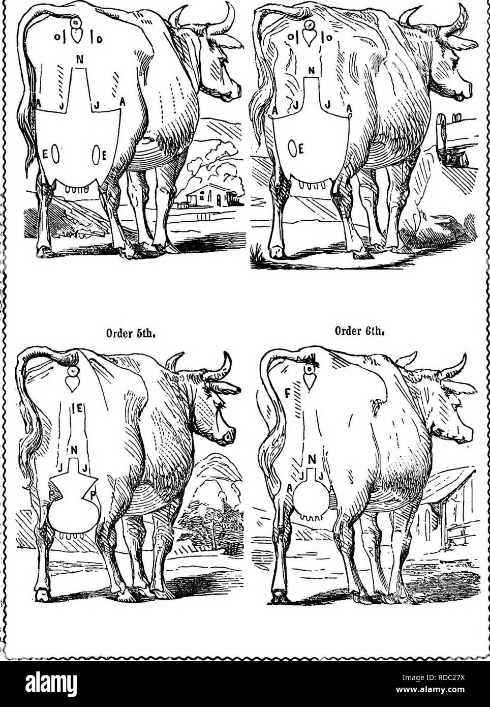 Eine Abhandlung Uber Die Saugende Kuhe Wobei Die Qualitat Und Die Menge Der Milch Die Eine Kuh Geben Wird Kann Allein Durch Die Prazise Beobachtung Naturlichen Markierungen Oder Externen Angaben Ermittelt