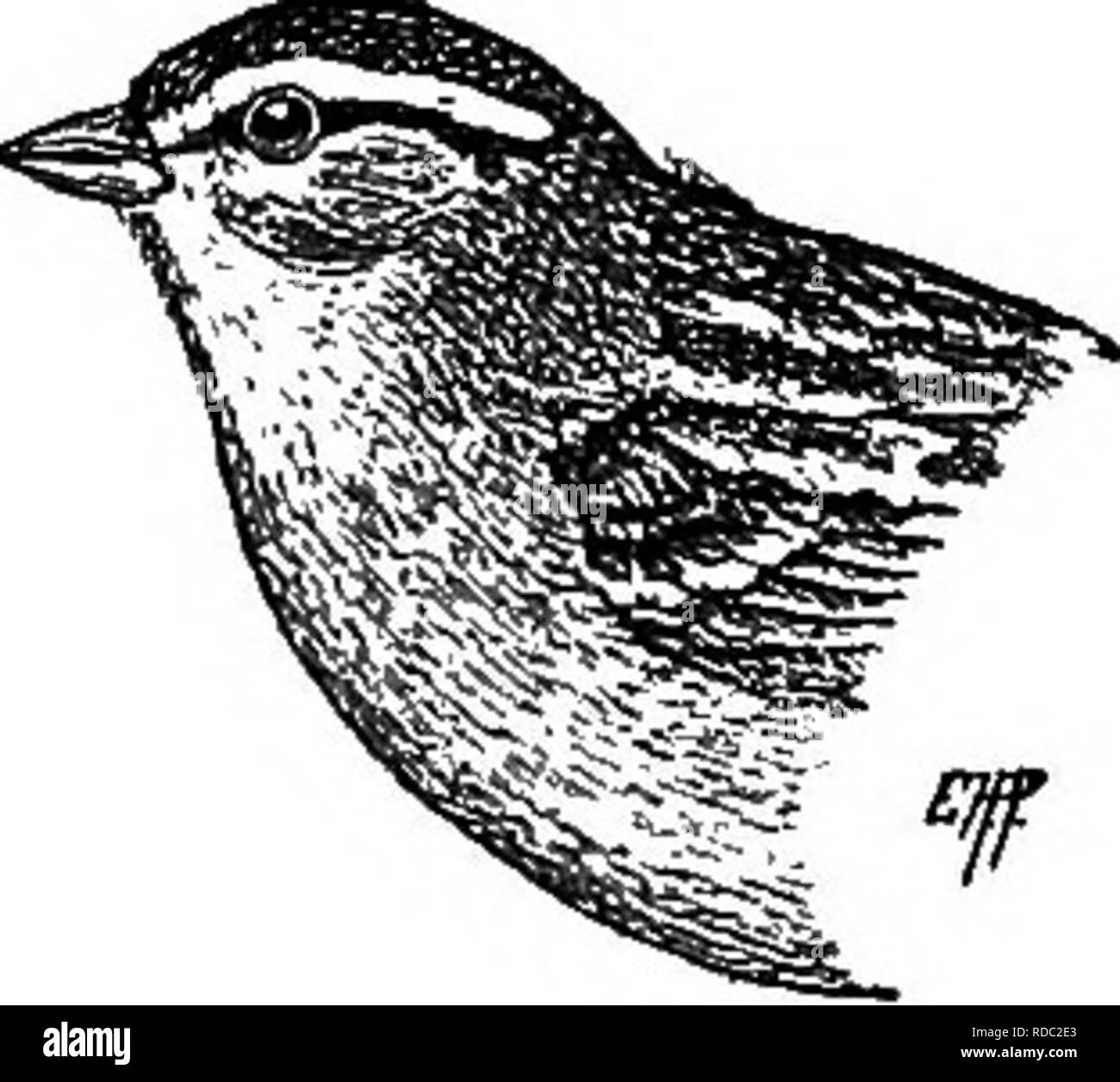 . Nützliche Vögel und deren Schutz. Enthält kurze Beschreibungen der häufigsten und nützliche Arten von Massachusetts, mit Berichten über ihre Ernährungsgewohnheiten, und ein Kapitel über die Mittel zur Gewinnung und Schutz der Vögel. Vögel, Vögel. Vögel IN FELD UND GARTEN. 303 Wie es zerstört Mai Käfer, Blatt-Trichter, und sawflies. Er frisst mehr nützliche Insekten als einige andere Spatzen, und nimmt eine gute viele Spinnen, Ameisen, und einige Regenwürmer. Er frisst auch die Samen vieler Unkräuter, sondern speist sich weitgehend auf die Samen von Gräsern und ein wenig Korn, meist Hafer. Ein Dutzend dieser Spatzen in einem Weizen gesammelt Stockfoto