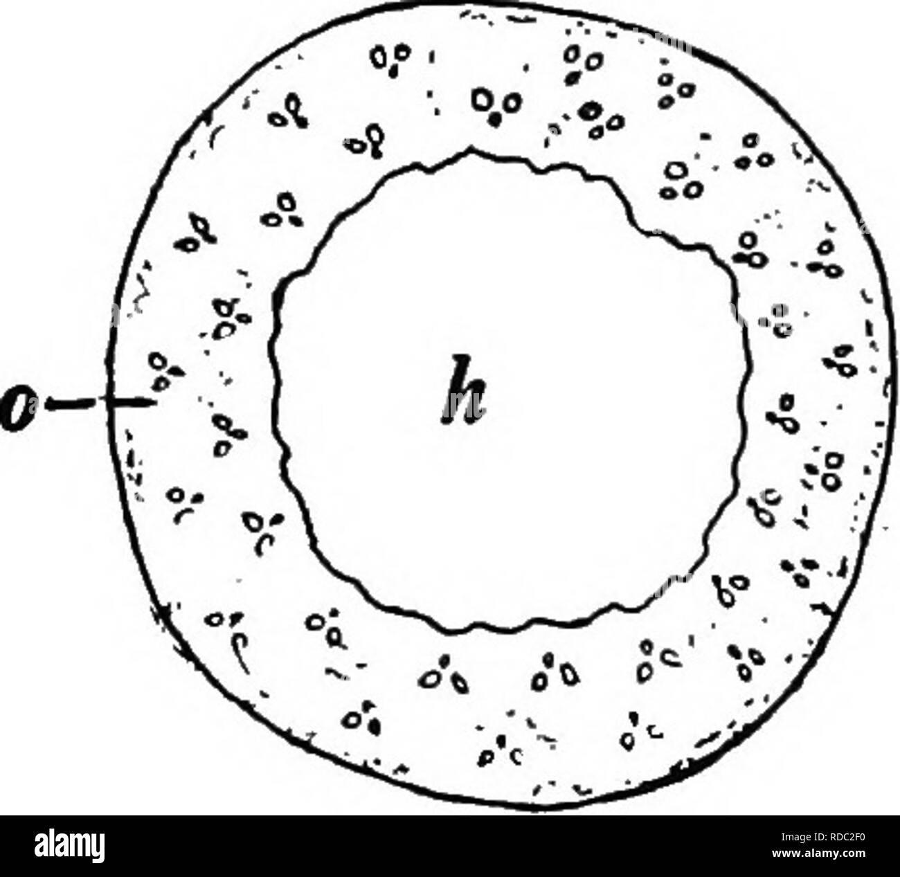 . Botanik für landwirtschaftliche Studenten. Botanik. Struktur der EINKEIMBLÄTTRIGE STIELE 191 Wände. Das Sieb Schiffe, unterstützt durch den Begleiter Zellen, die auch dünn sind dünnwandige, länglich, lebende Zellen, die Nahrungsmittel, die in den Blättern, wie Proteine hergestellt und die drates carbohy - davon Zucker ist der Chef ein. Die Stärkung der Zellen, die mehr am äußeren Rand des Xylem und Phloem sind, bilden eine Umhüllung um die vaskuläre bündeln. Eine Besonderheit der Leitbündel der Monocotyledons ist, dass es keine Bestimmung, wonach die Bündel kann das Gewebe erhöhen und für t Stockfoto