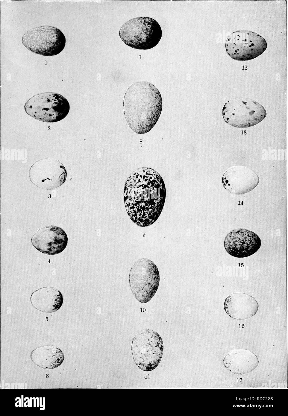 . Vogel Häuser: Die Nester, Eier und Zucht Gewohnheiten des Landes Vogelarten, die sich im Osten der Vereinigten Staaten, mit Hinweisen auf die Aufzucht und Fotografieren der jungen Vögel. Vögel, Vögel. Platte B - Gemeinsame Eier. K Sharp-tailed Spatz 2. Bobolink. 3. Lerche Spatz. 4, Song Sparrow. 5. Feld Sparrow, 6. Amerikanische Redstart. 7. Weiß - thfoated Spatz. 12. Cedar Waxwing. 8. Braun Thrasher. 13. Vesper Spatz. y. Nighthawk. 14. Grasshopper Spatz. 10. Prairie Horned Lark. 15. Savanna Spatz. 1). Seaside Spatz. 16. Prairie Warbler. 17. Bewick's Wren.. Bitte beachten Sie, dass diese Bilder aus Scan extrahiert werden Stockfoto