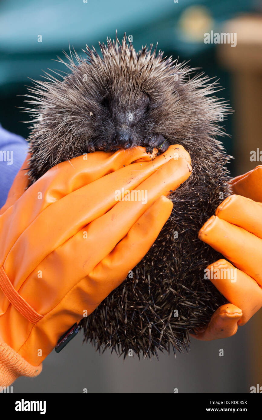 Igel (Erinaceus europaeus) Igel Pflegeperson trägt orange Schutzhandschuhe gehalten wird Stockfoto