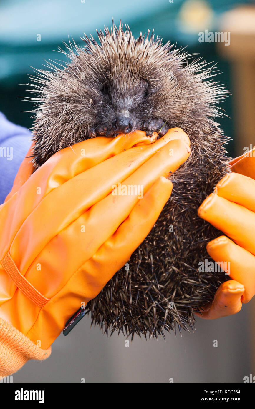 Igel (Erinaceus europaeus) Igel Pflegeperson trägt orange Schutzhandschuhe gehalten wird Stockfoto