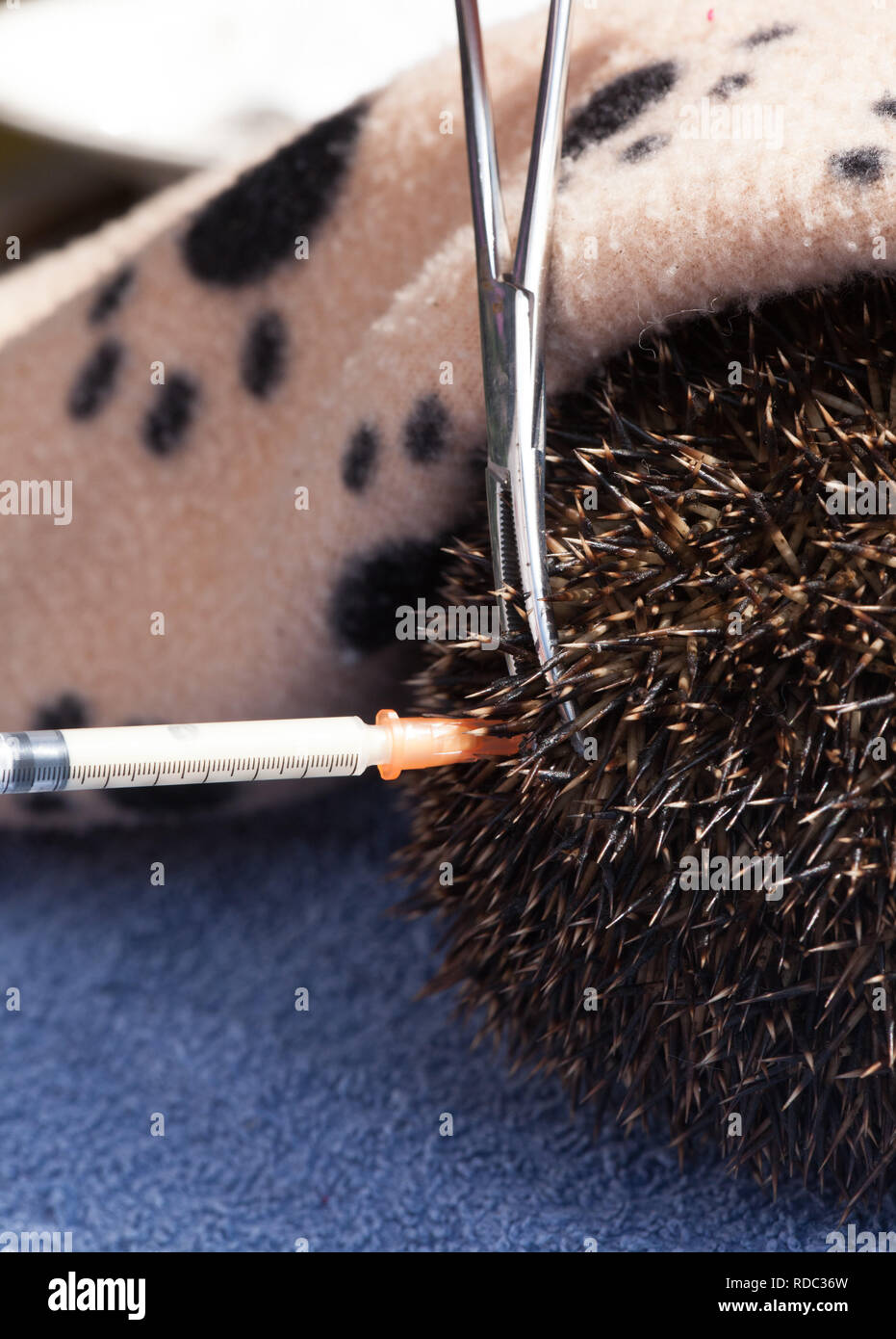 Igel (Erinaceus europaeus), eingespritzt wird mit Ant biotic - Noroclav, nachdem Sie gefunden, und in der Nähe von Tod laufen. Arbeit von Tracy durchbohren von Hedgehog Preservation Society, Rior, bevor sie in die Wildnis zu entlassen. Stockfoto