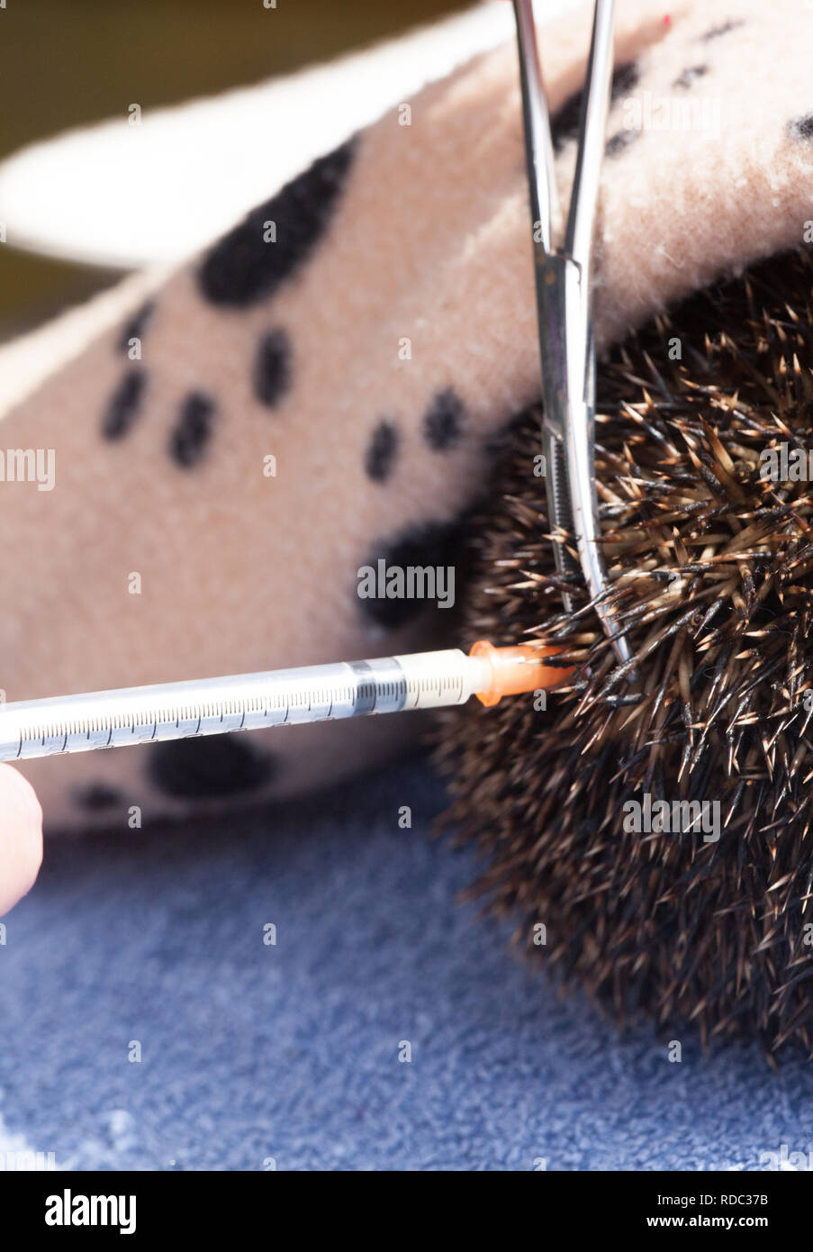 Igel (Erinaceus europaeus), eingespritzt wird mit Ant biotic - Noroclav, nachdem Sie gefunden, und in der Nähe von Tod laufen. Arbeit von Tracy durchbohren von Hedgehog Preservation Society, Rior, bevor sie in die Wildnis zu entlassen. Stockfoto