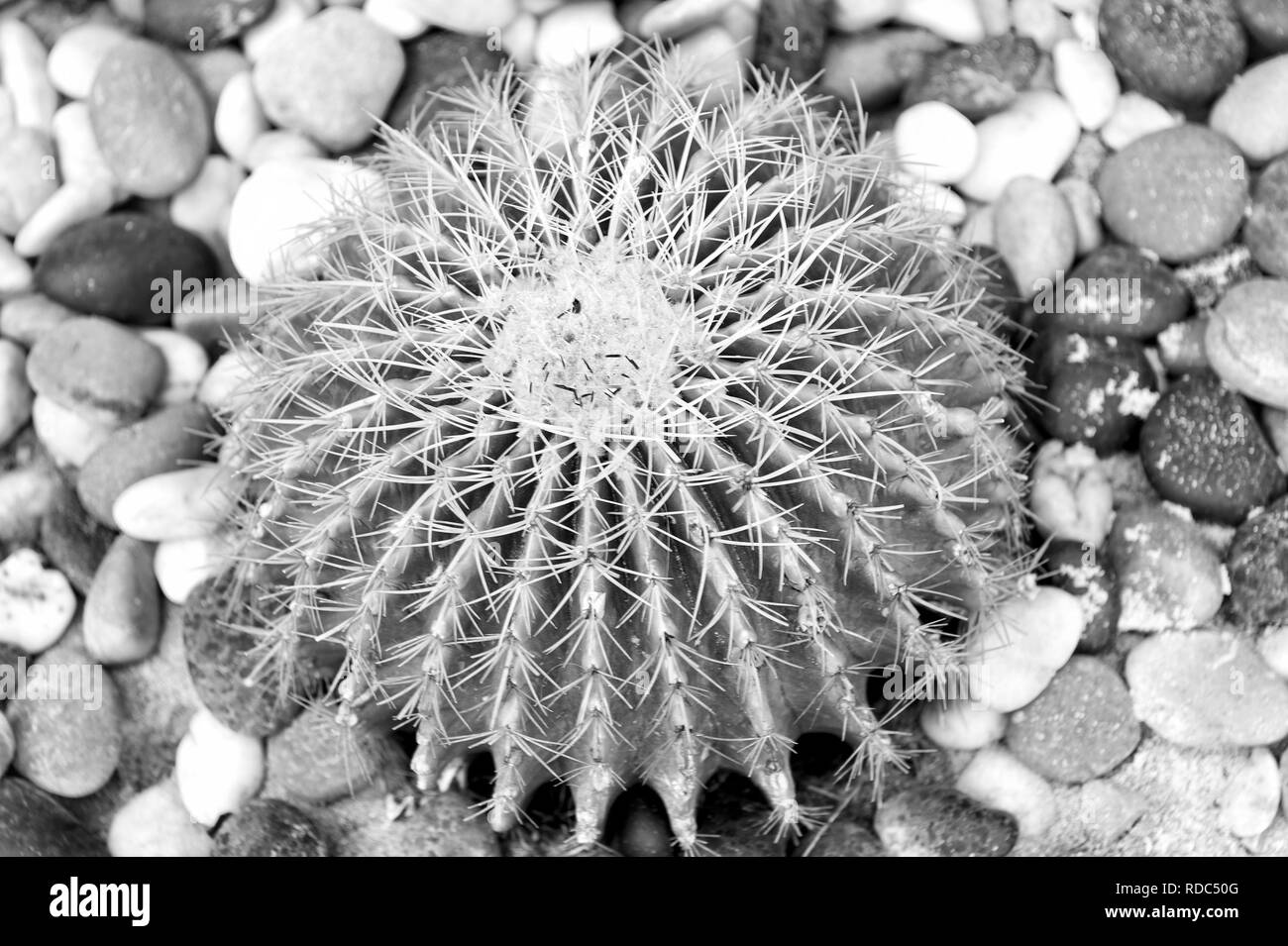 Kakteen wachsen auf Kiesel Hintergrund. Sukkulente Pflanze mit dornigen Stacheln. Desert Park Garten. Einrichtung, Landschaft, Design. Stockfoto