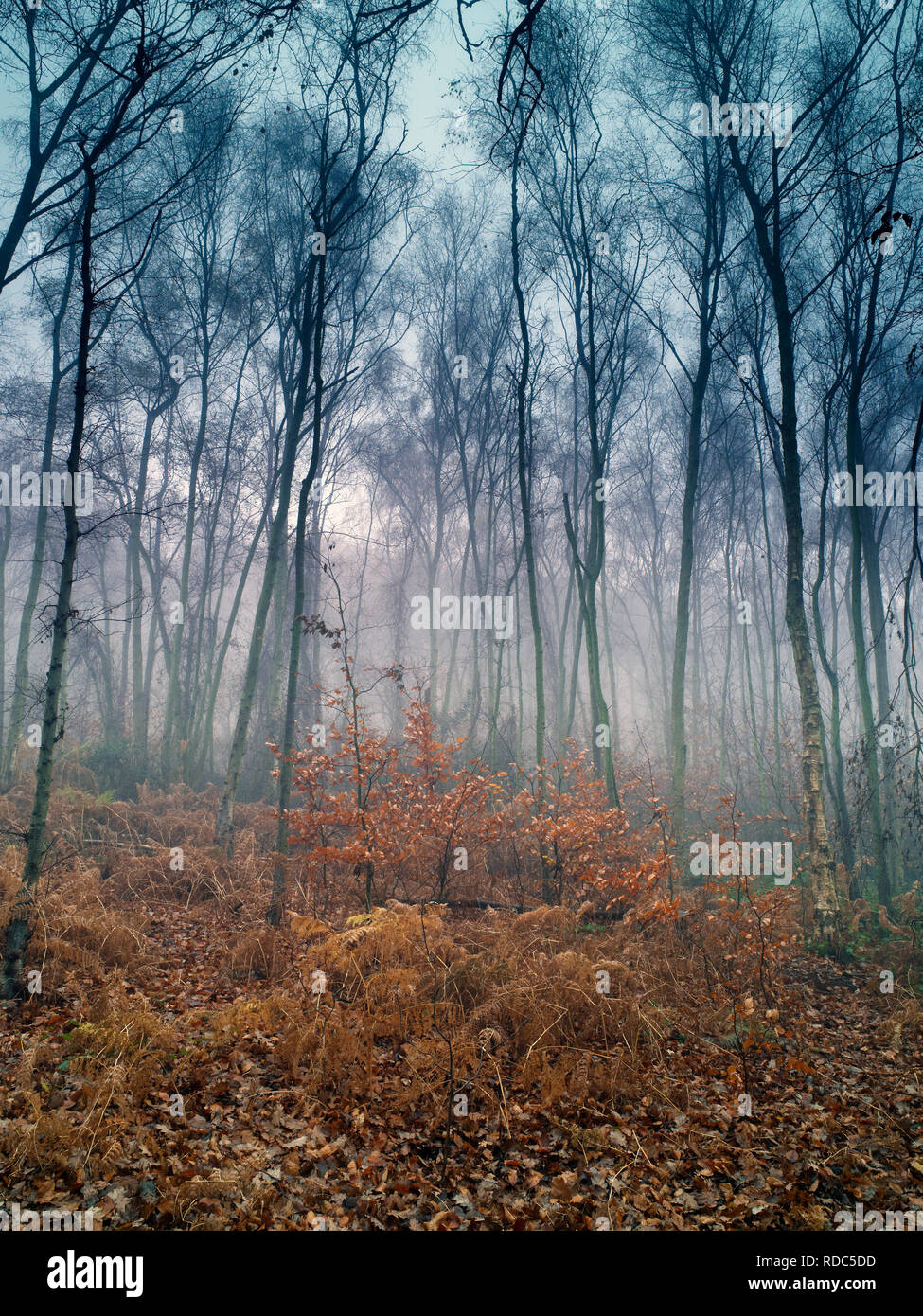 Einem nebligen Winter Blick auf Storeton Woods auf der Halbinsel Wirral. Stockfoto