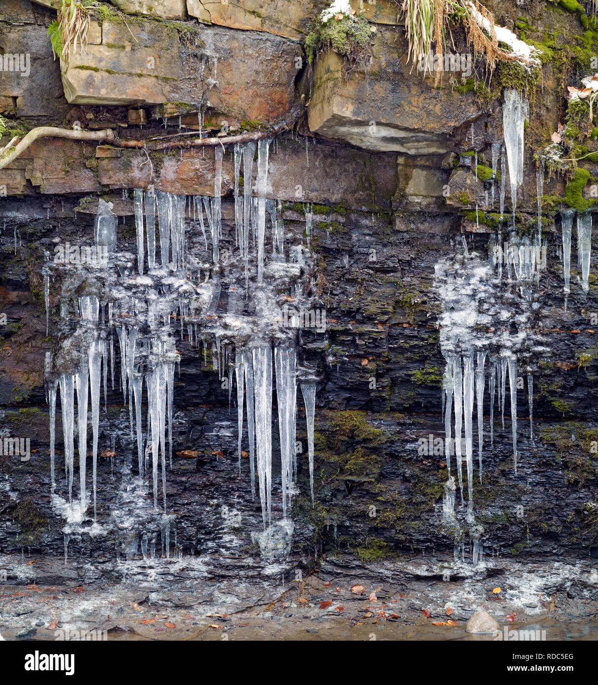 Eiszapfen hängen von den Felsen rund um Fossdale Gill in Wensleydale, North Yorkshire. Stockfoto