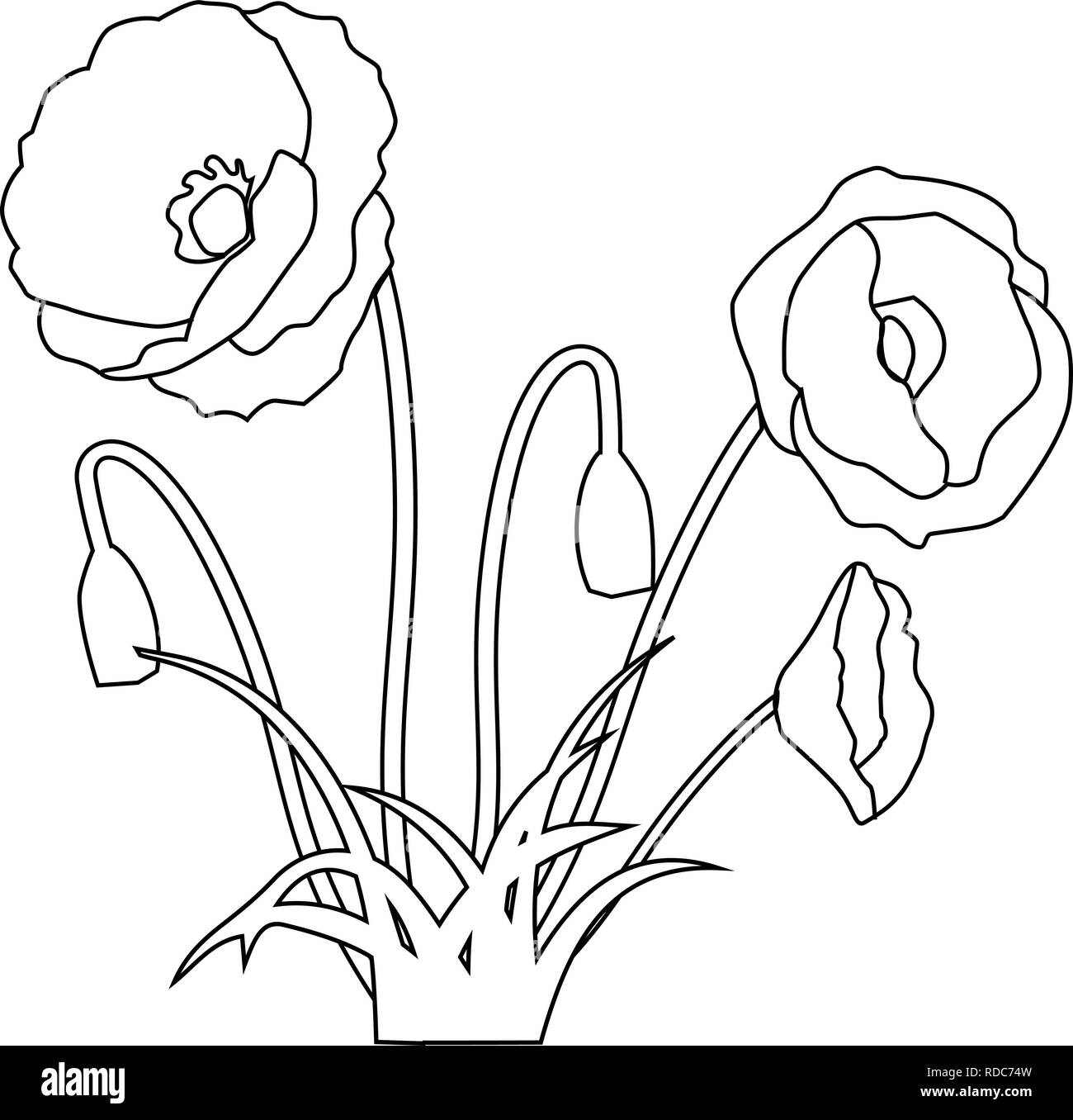 Bild der Blüte Mohn und Kräutern. Abbildung: dünne Linien. Stock Vektor