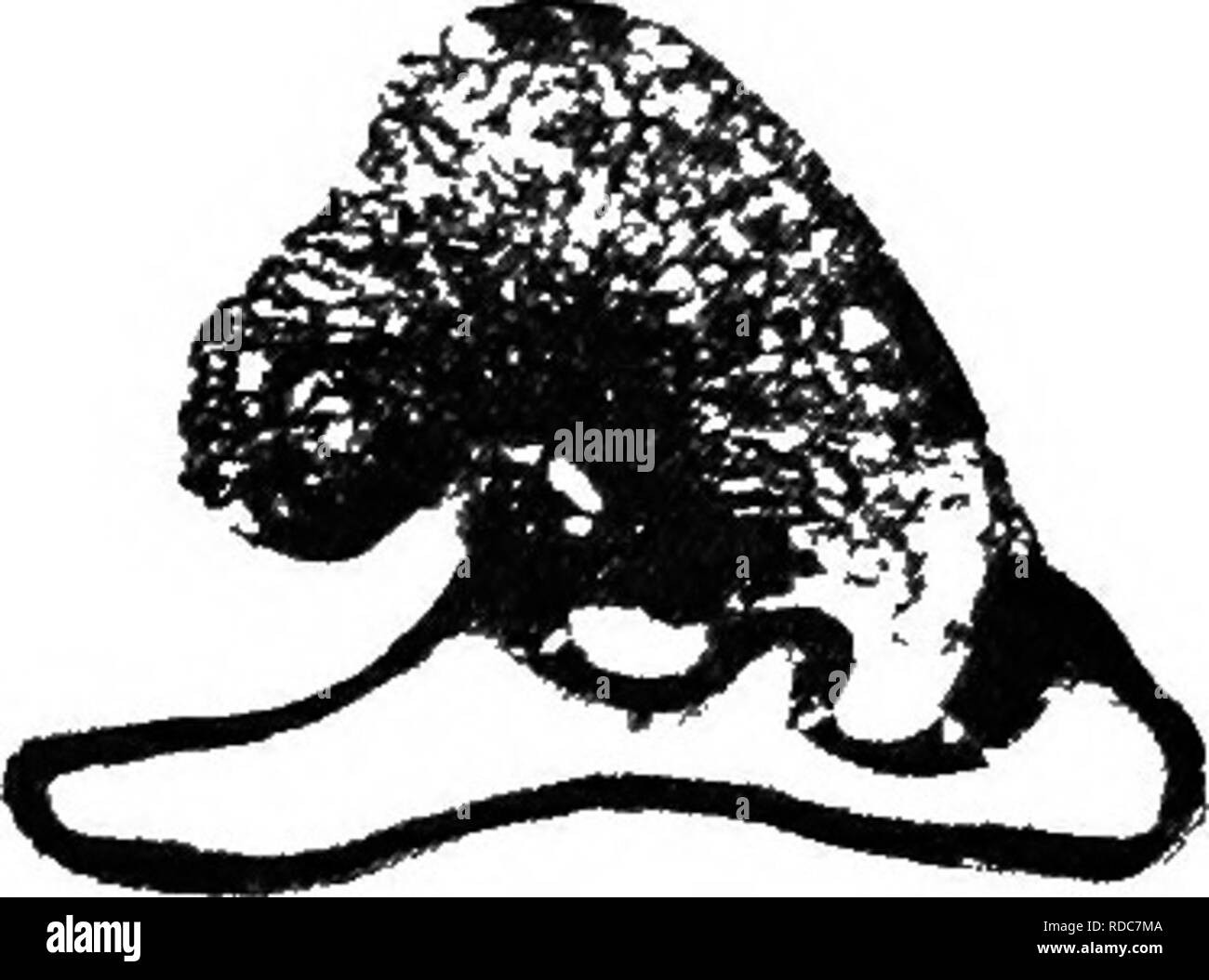 . Studien in fossilen Botanik. Paläobotanik. LEPIDOSTROBUS** " 187 Sporen von Lepidostrobus und Alliierten fructifications sind sehr reichlich in der Karbon Bildung und eine große Vielfalt an Größe und Oberfläche - Skulptur zeigen. Einige dieser Megaspores (die von den Herren Kidston und Bennie untersucht werden), sind identisch mit denen von Lepidostrobus Veltheimianus zu werden; zusätzlich zu den Stacheln, Diese freistehende Exemplare zeigen eine merkwürdige 3-flügeligen Anhängsel der Membran der spore (siehe Abb. 75, D), die sehr häufig in den Abschnitten wird ebenfalls angezeigt. Es ist wahrscheinlich, dass diese Struktur, die war Stockfoto