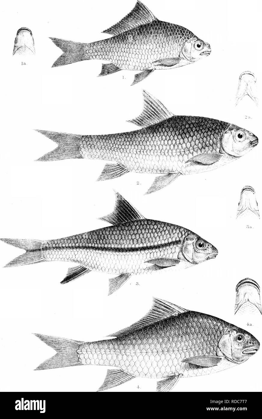 . Die Fische von Indien; eine Naturgeschichte der Fische bekannt, die Meere und Binnengewässer von Indien, Birma zu bewohnen, und Ceylon. Fische. ays Fische von Indien. Plat^;'' JJj^. CAdnlUs. del ctlrtk. l. SEMIPLOTUS MODESTUS, 2. SCAPH 10 DuN EREVIDORSALlo. 3 S. NASrill ivi-iin^^ --Ji^'-id.imtj. Bitte beachten Sie, dass diese Bilder sind von der gescannten Seite Bilder, die digital für die Lesbarkeit verbessert haben mögen - Färbung und Aussehen dieser Abbildungen können nicht perfekt dem Original ähneln. extrahiert. Tag, Francis, 1829-1889. London, B. Quaritch Stockfoto