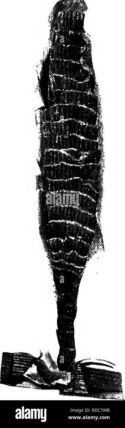 . Studien in fossilen Botanik. Paläobotanik. MACROSTACHYA 73 und diese Kegel sind zu den auffälligsten Fossilien der Kohle - Periode. Es gibt große Zweifel an der internen Struktur der Kegel. M. Renault untersucht die verkohlte Kegel eines Macrostachya, in Con gefunden - Zusammenhang mit der Stammzellenforschung, welche der Calamitina Typ war (siehe unten, S. 74), dem üblichen Cala - mitean Struktur zeigte. Die fruktifikation heterosporous erwiesen, die microsporangia und megasporangia Auftritt auf dem gleichen Strobilus, wie es der Fall in Calamostachys Casheana} 7. Klassifikation. âBefore Verlassen des Calamarieae I Stockfoto