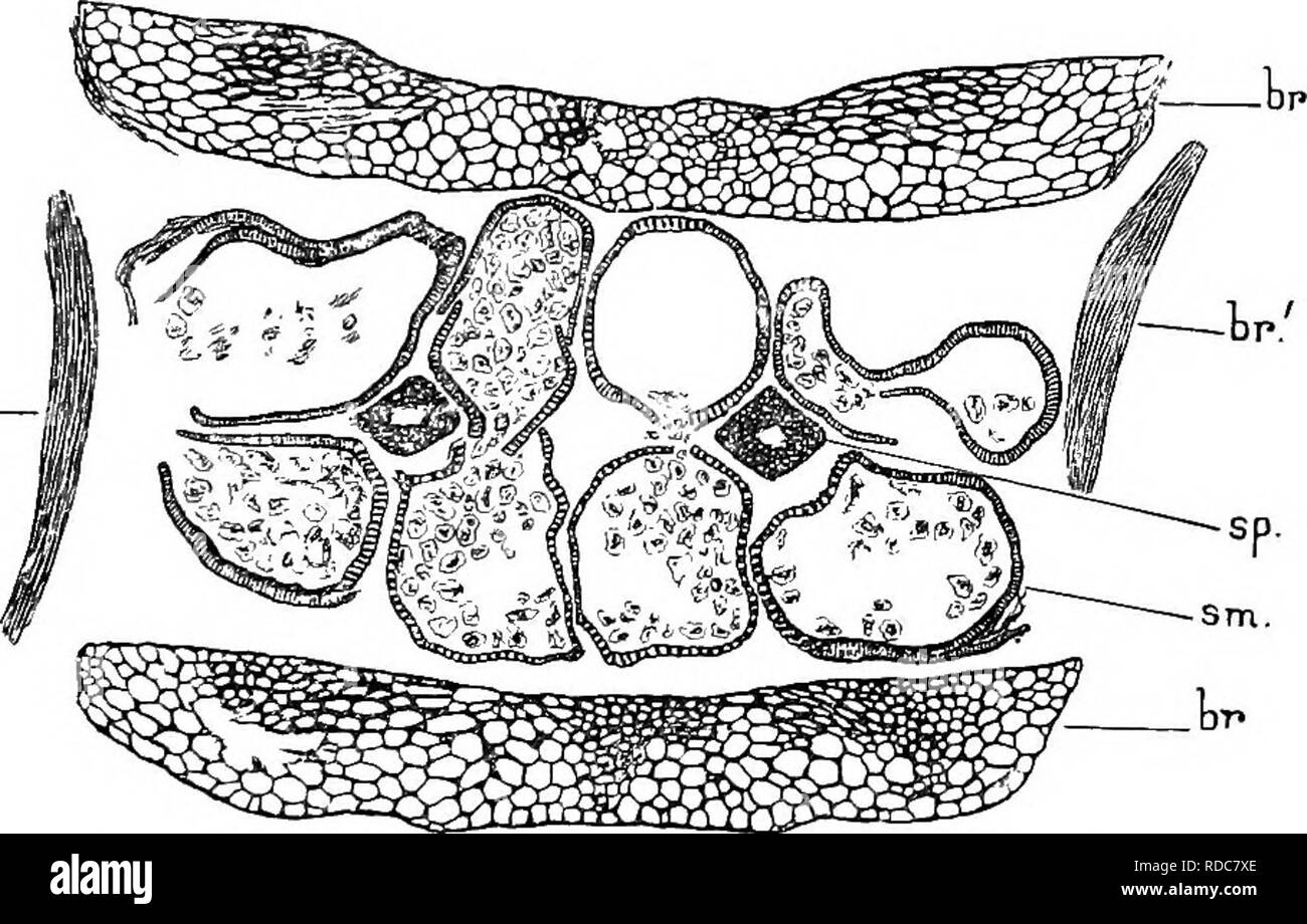 . Studien in fossilen Botanik. Paläobotanik. 55 CALAMOSTACHYS die vierfache Division, so allgemein in spore Mutter-Zellen, die bereits unter diese Paläozoischen Pflanzen herrschte. In vielen Fällen die Sporen der gleichen Tetrade sehr ungleich entwickelt, einige ziemlich klein (Abb. 22, B und C); wir können die letztere als gescheiterte Sporen, ihre Unterdrückung in der besseren Ernährung der überlebenden Schwester - Zellen. Die reifen Sporen zeigen eine triradiate Kennzeichnung auf der einen Seite, wahrscheinlich lmL_. Abb. 21.- Calamostachys Binneyana. Teil der tangentialen Abschnitt des Konus, Teile von zwei Quirlen Bra Stockfoto