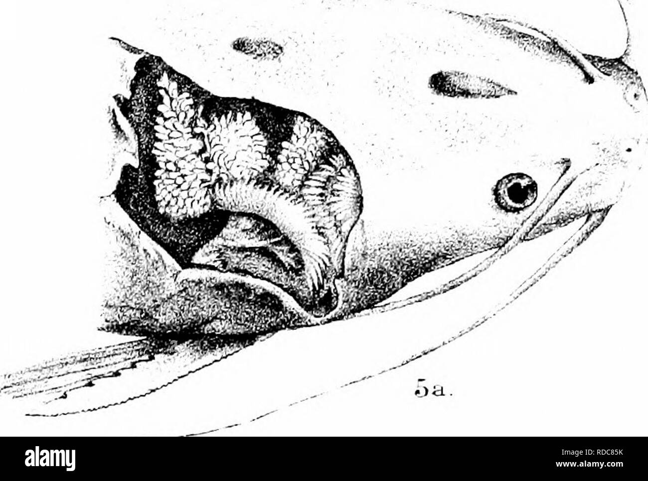 . Die Fische von Indien; eine Naturgeschichte der Fische bekannt, die Meere und Binnengewässer von Indien, Birma zu bewohnen, und Ceylon. Fische. Mnilern del etlith.. 1, SILURUS AFGHAMA. 2, CHAJA LOPHIOIDES. 3, PL0T 0 SUS CAlIIUt 5, CLARIAS MAGUR. 5 a, BRAiTCHIiE ausgesetzt. 4', S. APlAB Umteri. Brot uu. Bitte beachten Sie, dass diese Bilder sind von der gescannten Seite Bilder, die digital für die Lesbarkeit verbessert haben mögen - Färbung und Aussehen dieser Abbildungen können nicht perfekt dem Original ähneln. extrahiert. Tag, Francis, 1829-1889. London, B. Quaritch Stockfoto