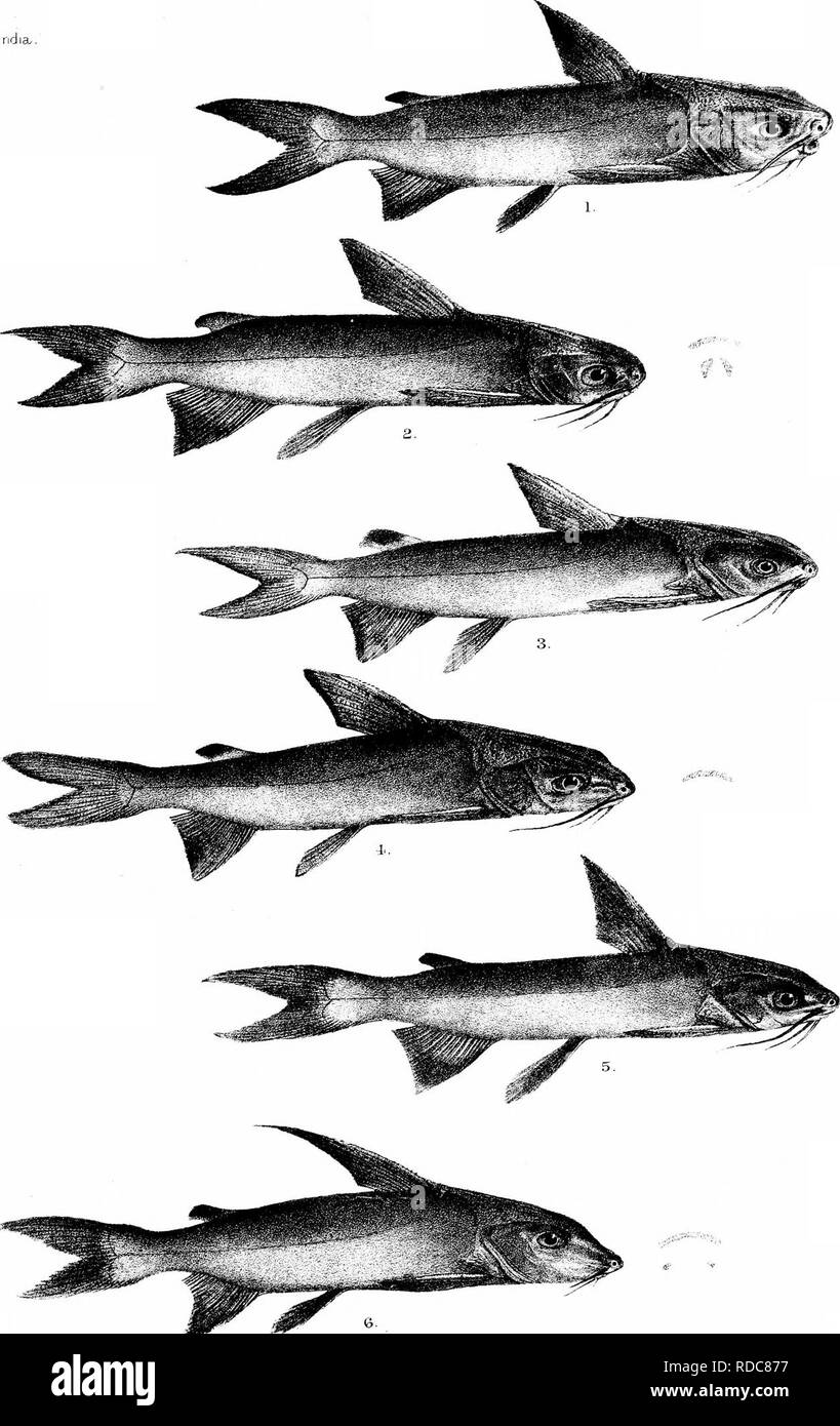 . Die Fische von Indien; eine Naturgeschichte der Fische bekannt, die Meere und Binnengewässer von Indien, Birma zu bewohnen, und Ceylon. Fische. Tagen habe ich "lshes von Indien/. PkXe CVI. R. Mmtern. del et lith. rW "^1 ARIUS THALASSINUS. 2. AVENOSUS. 3-A. JELLA. 4.. ARIUS JAriUS. 5. A. FALCARIUS 6. A. SUBROSTRAFUS. MinLerr.. Bros jmn. Bitte beachten Sie, dass diese Bilder sind von der gescannten Seite Bilder, die digital für die Lesbarkeit verbessert haben mögen - Färbung und Aussehen dieser Abbildungen können nicht perfekt dem Original ähneln. extrahiert. Tag, Francis, 1829-1889. London, B. Quaritch Stockfoto