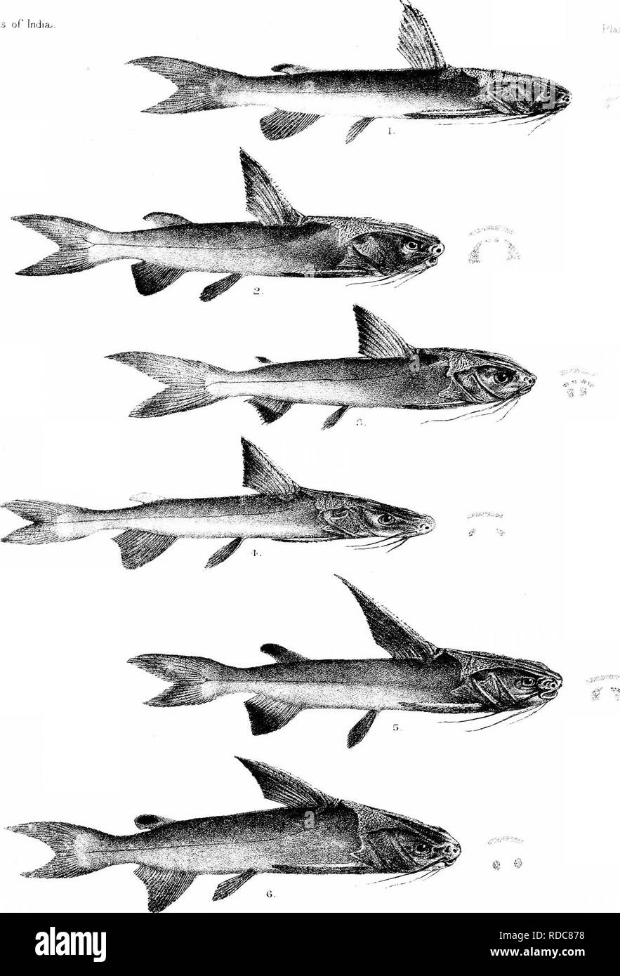 . Die Fische von Indien; eine Naturgeschichte der Fische bekannt, die Meere und Binnengewässer von Indien, Birma zu bewohnen, und Ceylon. Fische. Tage h'lshes von fndia. © # H. Min Ur-Ti. Dcl. cU Iibh. 1. ARIUS SAOOR, 4. A. BURMANICUS. 2 A. SOjNA. b. A. ca -: Ich. Aius. 3. A. SFRRATUS. 6. A. BUCHANANi Minl, CTTi Hrns, I. Bitte beachten Sie, dass diese Bilder sind von der gescannten Seite Bilder, die digital für die Lesbarkeit verbessert haben mögen - Färbung und Aussehen dieser Abbildungen können nicht perfekt dem Original ähneln. extrahiert. Tag, Francis, 1829-1889. London, B. Quaritch Stockfoto