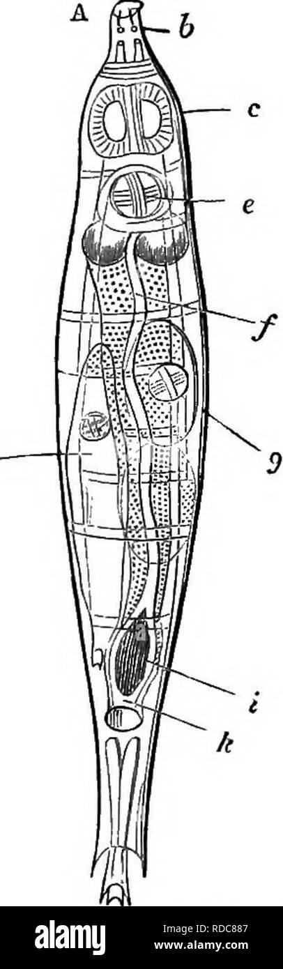 . Studien an Tieren das Leben. Zoologie; Natur studieren. Studien an Tieren das Leben. 63 Jetzt tlie Kopf gezeichnet wird - als wenn es geschluckt wurden - und plötzlich an ihrer Stelle werden zwei große Membranen, in jedem Kreis der winkenden Zilien. Der leblose Oval hat eine hving Tier geworden! Sie haben bei einer Reanimation unterstützt, der nicht vom Tod durch Ertrinken, sondern durch Trocknung: Das Tier wurde ins Leben ertrunken! Die ausgeklappte Membranen, mit ihren Wimpern, haben so viel das Aussehen der Räder, der den Namen "Wheel-Träger" {jRotiferd) oder "Rad Animalcule" hat für das Tier gegeben.. Bitte nicht Stockfoto