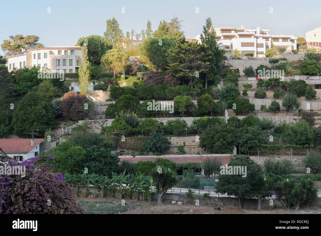 Stein Terrassen mit Obst und Gemüse Plantation in städtischen Farm Park neben Wohnhäusern im Tal im Zentrum von Cascais, Portugal Stockfoto