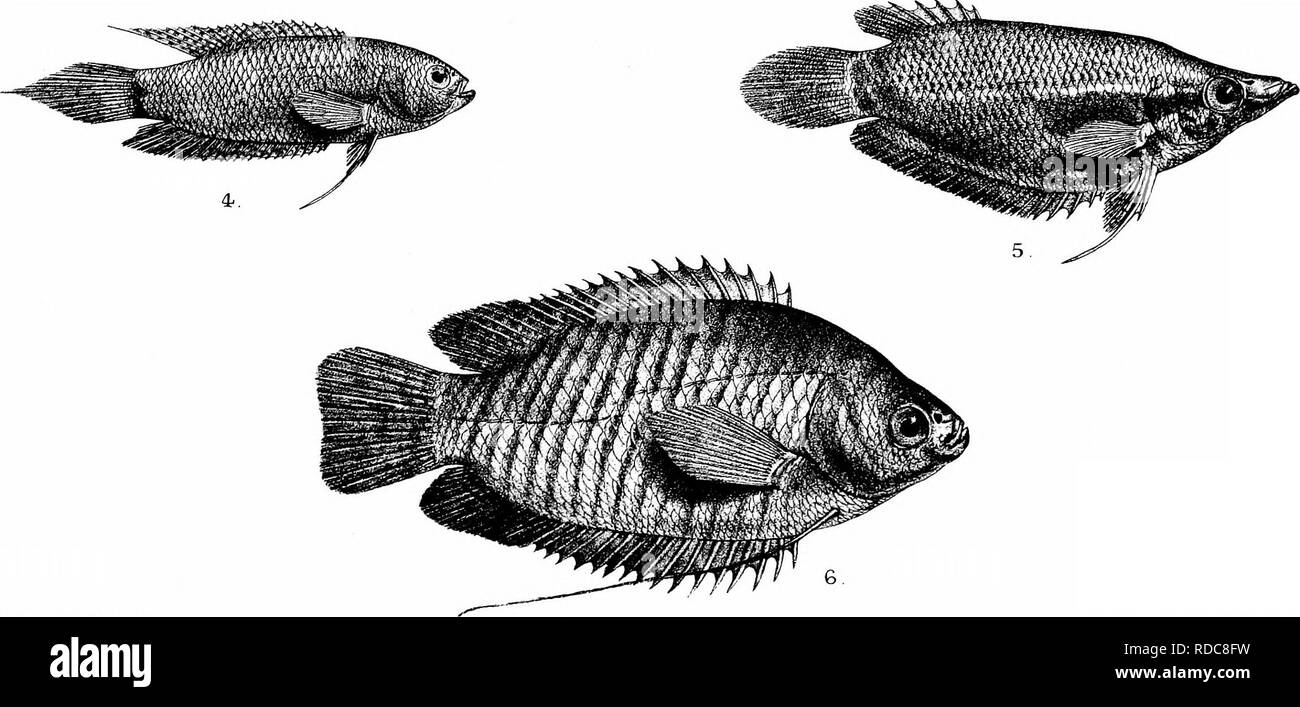 . Die Fische von Indien; eine Naturgeschichte der Fische bekannt, die Meere und Binnengewässer von Indien, Birma zu bewohnen, und Ceylon. Fische. GH: Foradel K Mmtemliti. "Mi-n+. t^T-n Bto^ Imp 1. OPHIOCEPHALUS PUNCTATUS (YAMETY). 2, CHANNA ORIENTAL IST. 3. ANABAS SCANDENS 4 POEYACANTHUS CUPANUS. 5. OSPHROMENUS NOBILIS. 6. TRICHOGASTEH FASCIATA.. Bitte beachten Sie, dass diese Bilder sind von der gescannten Seite Bilder, die digital für die Lesbarkeit verbessert haben mögen - Färbung und Aussehen dieser Abbildungen können nicht perfekt dem Original ähneln. extrahiert. Tag, Francis, 1829-1889. Londo Stockfoto