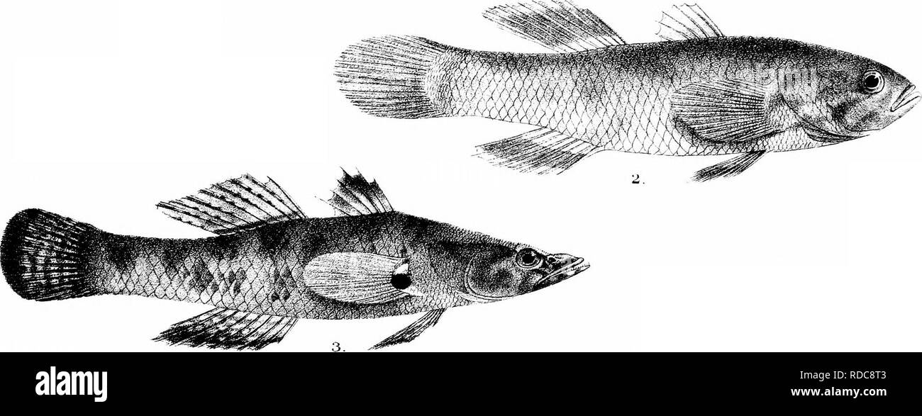 . Die Fische von Indien; eine Naturgeschichte der Fische bekannt, die Meere und Binnengewässer von Indien, Birma zu bewohnen, und Ceylon. Fische. Platte L&gt; rvTI.. Bitte beachten Sie, dass diese Bilder sind von der gescannten Seite Bilder, die digital für die Lesbarkeit verbessert haben mögen - Färbung und Aussehen dieser Abbildungen können nicht perfekt dem Original ähneln. extrahiert. Tag, Francis, 1829-1889. London, B. Quaritch Stockfoto