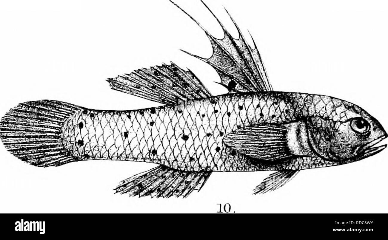 . Die Fische von Indien; eine Naturgeschichte der Fische bekannt, die Meere und Binnengewässer von Indien, Birma zu bewohnen, und Ceylon. Fische. GHFnrd M RMn. Tam litii. 1, GOBIUS ORNATUS 2, G. GGRISEUS MELANOSTICTA 3., 4., G. "IRIDIPUNCTATUS (' VAP,.) 5. C BREVIROSTRIS6, G7, G PERSONATUS ALB 0 PUNC 7 ATUS. 8, G. BIOCELLAl L9G PLANIFRONS 10 G, S.^ XANUKDIO. Bitte beachten Sie, dass diese Bilder sind von der gescannten Seite Bilder, die digital für die Lesbarkeit verbessert haben mögen - Färbung und Aussehen dieser Abbildungen können nicht perfekt dem Original ähneln. extrahiert. Tag, Francis, 1829-188 Stockfoto