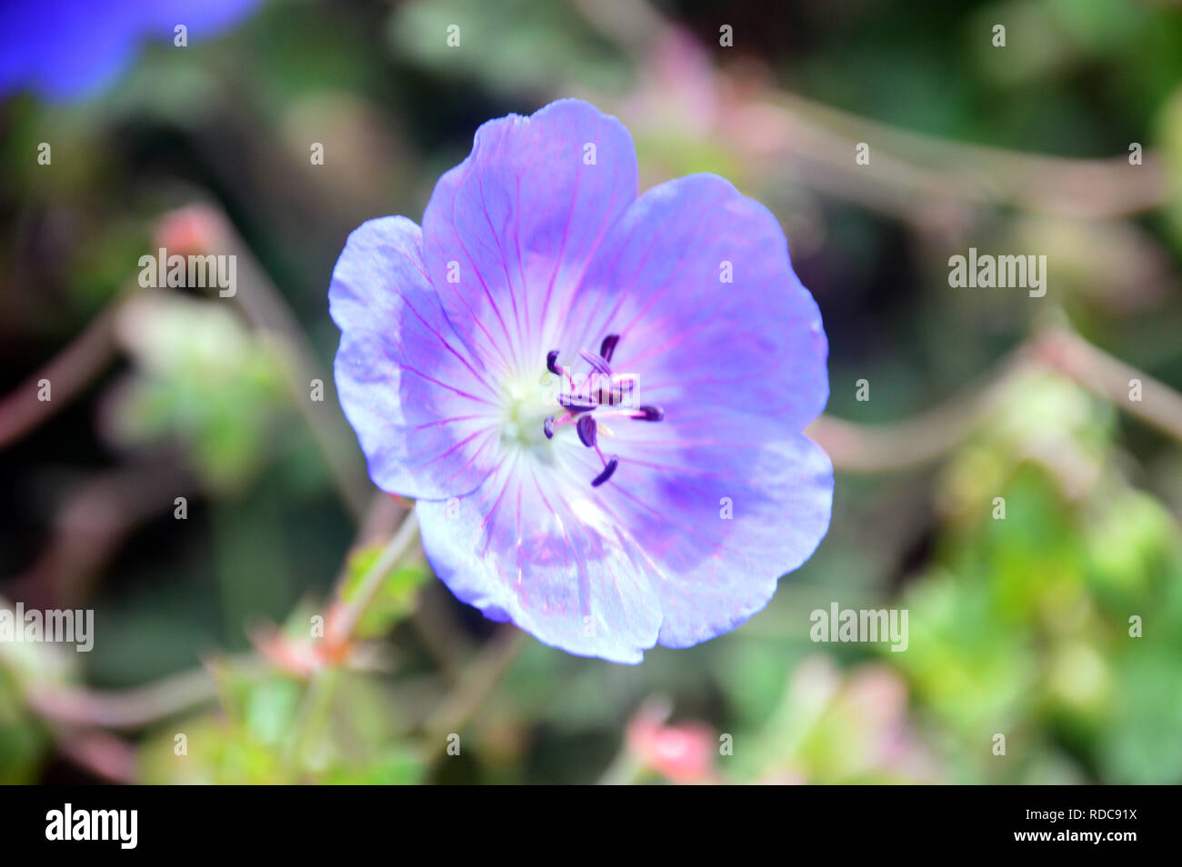 Ein einzelnes Licht Blau Cranesbill Geranium Rozanne' Gerwat" in den Grenzen von RHS Garden Harlow Carr, Harrogate, Yorkshire gewachsen. England, UK. Stockfoto