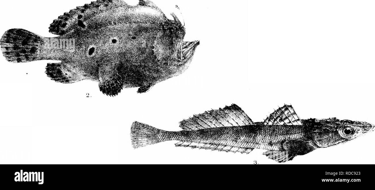 . Die Fische von Indien; eine Naturgeschichte der Fische bekannt, die Meere und Binnengewässer von Indien, Birma zu bewohnen, und Ceylon. Fische. Ich^* j, ich • • • • • f^^.. Bitte beachten Sie, dass diese Bilder sind von der gescannten Seite Bilder, die digital für die Lesbarkeit verbessert haben mögen - Färbung und Aussehen dieser Abbildungen können nicht perfekt dem Original ähneln. extrahiert. Tag, Francis, 1829-1889. London, B. Quaritch Stockfoto