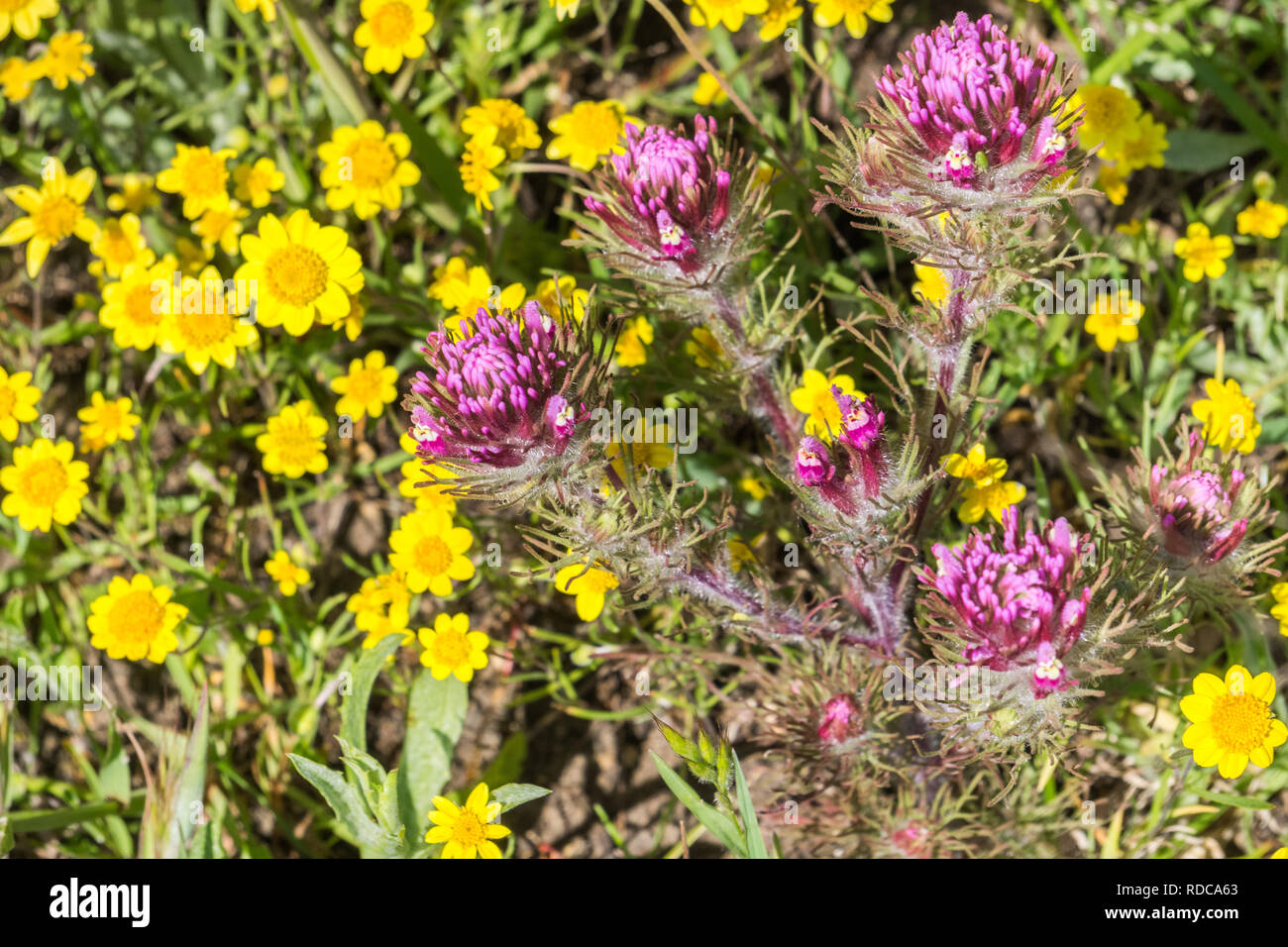 Owl's Clover (Castilleja Exserta) blühen unter Goldfield Blumen, Kalifornien Stockfoto