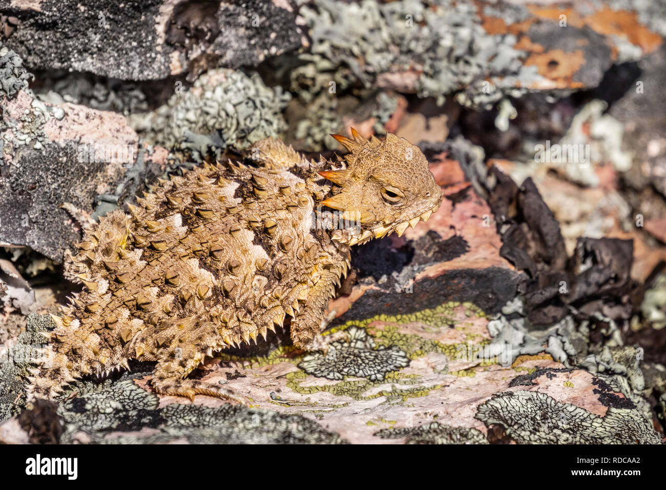 Nahaufnahme eines Coast Horned Lizard (Anota coronatum) Vermischung mit einer felsigen Gelände, Pinnacles National Park, Kalifornien Stockfoto