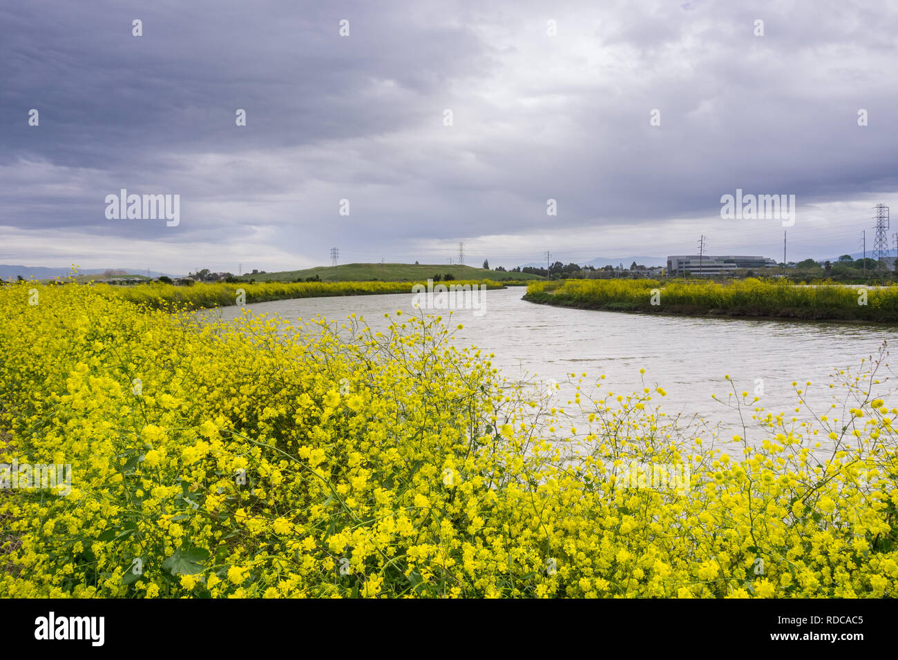 Die wilden Senf Blumen blühen im Frühjahr auf den Bay Trail, Sunnyvale, San Francisco Bay, Kalifornien Stockfoto