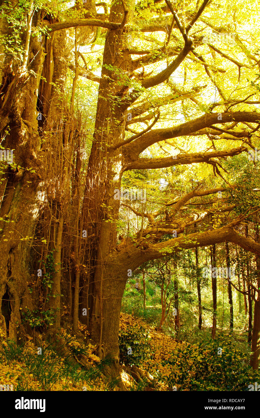 Große Ginkgo Biloba in Fukujouji Tempel, Präfektur Kumamoto, Japan