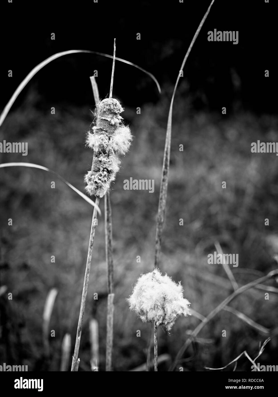 Das Waldland TX USA - 11/28/2018 - Cattails im Sumpf zu Saatgut in B&W Stockfoto