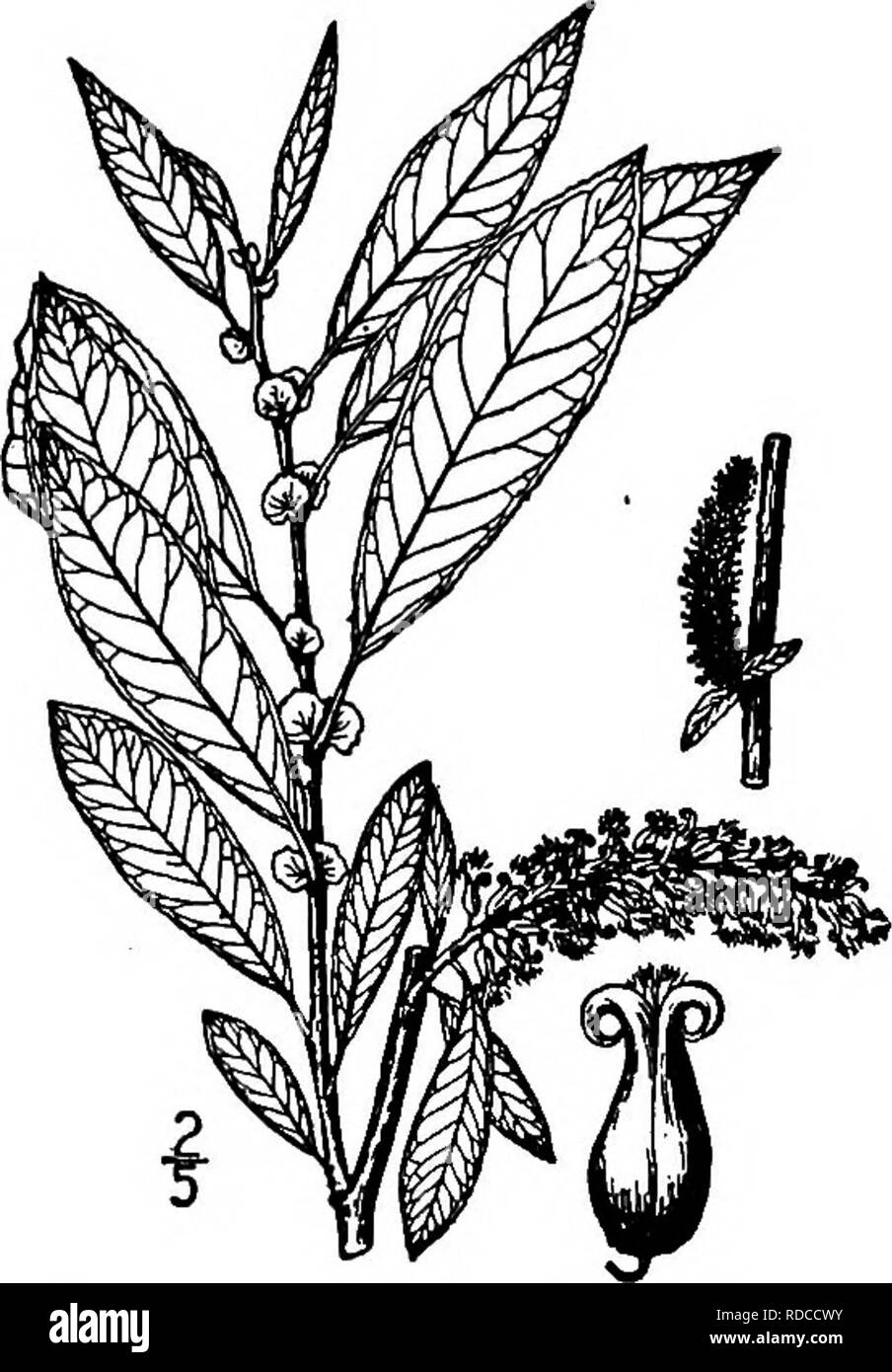. North American Bäume: Beschreibungen und Abbildungen der Bäume unabhängig von Anbau in Nordamerika wächst, nördlich von Mexiko und der Karibik. Bäume. Missouri Willow 197 rötlich oder Violett, der Winter Knospen abgeflacht, spitz, glatt, ca. 3 mm lang. Die Blätter sind lanzettlich, oblanceolate, und von 5 bis 10 cm. lang und 1 bis 2,5 cm breit; sie sind fein grob gezahnte oder fast oder ganz Gesamte - Breitrandig, Spitzen oder lange an der Spitze hingewiesen, die in der Regel an der Basis verengt, Dunkelgrün auf der oberen Fläche, hellgrünen unter, glatt auf beiden Seiten als der alte, aber Mo Stockfoto