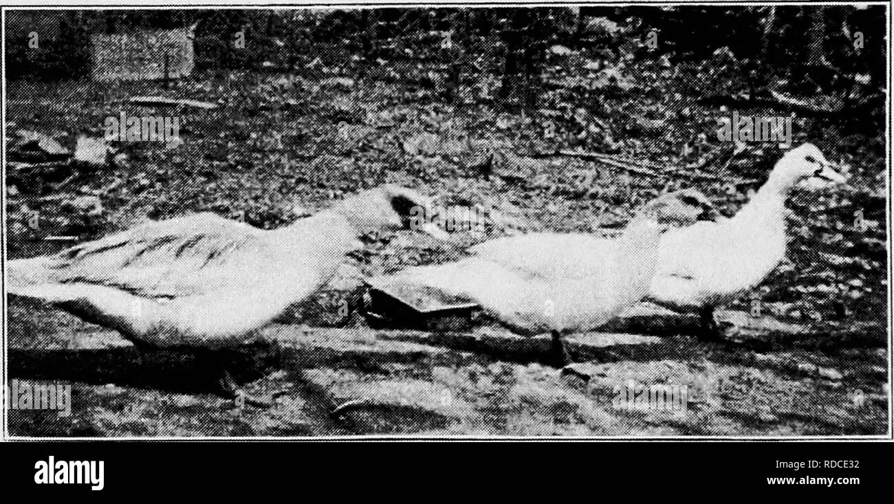. Prinzipien und Praxis von Geflügel Kultur. Geflügel. 444 GEFLÜGEL KULTUR, ähnlich wie in der frühen europäischen Rassen, ancestral Linien treffen nicht domestizierten Lager aber irgendwo in der Ferne die Evolu- tion der Wildente. Als nichts von anderen Sorten von Enten in China bekannt ist, wird der Pekin ist hier in der Regel eine weiße Rasse betrachtet. Die Geschichte von anderen Rassen zeigt an, dass es wahrscheinlich die weiße Sorte einer Rasse, bei deren erster häuslich, in verschiedene Farben brach. Aus dem Ausmaß, in dem Sie sich auf andere Rennen in Nordamerika vertriebenen und einigen Teilen Europas, ist es einfach, sup Stockfoto