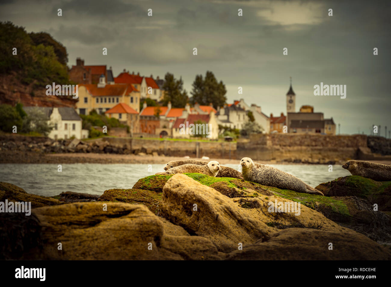 Europa, Großbritannien, Schottland, Küste, Küstenwanderweg, Fife Coastal Path, West Wemyss, Robben, Seehunde, Kegelrobben Stockfoto