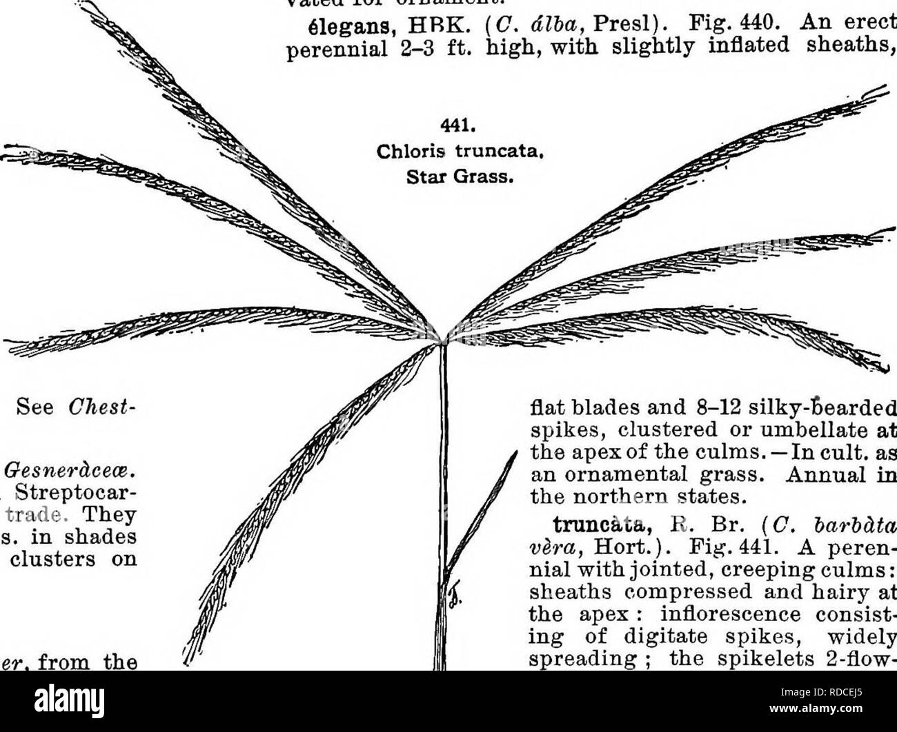 . Cyclopedia der amerikanischen Gartenbau, bestehend aus Anregungen für den Anbau von Gartenpflanzen, Beschreibungen der Arten von Obst, Gemüse, Blumen und Zierpflanzen in den Vereinigten Staaten und in Kanada verkauft, zusammen mit geographischen und Biographische Skizzen. Im Garten arbeiten. 300 CHIONODOXA Cr^Tica, Boiss. &Amp; statt. Schlank: fla. Kleinere und tewer (1-2 auf einem Scape) als C. Lucilice, weiß oder sehr blass blau. Kreta - Der kleine Gartenbau Wert. ^ Alleni, Hort. {Ghionoscilla Alleni, Hort.). Blütenhülle Segmenten auf der Basis Schnitt: Gewohnheit des C. Lucilice, aber das weiße Auge ist undeutlich. S Stockfoto
