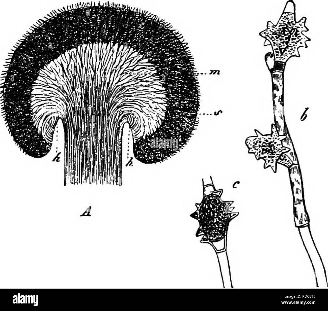 . Vergleichende Morphologie und Biologie der Pilze, mycetozoa und Bakterien. Anlage; Morphologie; Pilze; Myxomyceten; Bakteriologie. Kapitel V - vergleichende Überprüfung. - BASIDIOMYCETEN. 335 auf alle Exemplare. Wir können uns keine Gewissheit in der Frage ohne eine vollständige Berücksichtigung ihrer Entwicklung und insbesondere ihrer Keimung ankommen. Corda" beschrieben hat einen Pilz wachsen auf alten Pinienwald, unter dem Namen Ptychogaster Albus, runder Körper von der Größe einer Haselnuß-Mutter oder sogar viel größer, was hat das Aussehen eines Lycoperdon und ist weiß, wenn Junge, aber wenn die Sporen reif sind ist die Farbe eines Bro Stockfoto