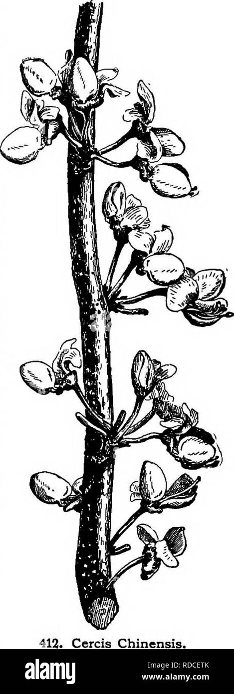 . Cyclopedia der amerikanischen Gartenbau, bestehend aus Anregungen für den Anbau von Gartenpflanzen, Beschreibungen der Arten von Obst, Gemüse, Blumen und Zierpflanzen in den Vereinigten Staaten und in Kanada verkauft, zusammen mit geographischen und Biographische Skizzen. Im Garten arbeiten. 411. Cercis Canadensis (X/^). Holz: Kelch 5-Zahnriemen, Rot: Blütenblätter nahezu gleich, die permost etwas kleiner: Pod komprimiert, schmalen länglichen, schmalen Flügeln auf der ventrical Naht, viele - gesät. Sieben Arten in Nordamerika und von S. Europa nach Japan. Sehr dekorative Bäume oder Sträucher, mit Hand - einige, Disti Stockfoto