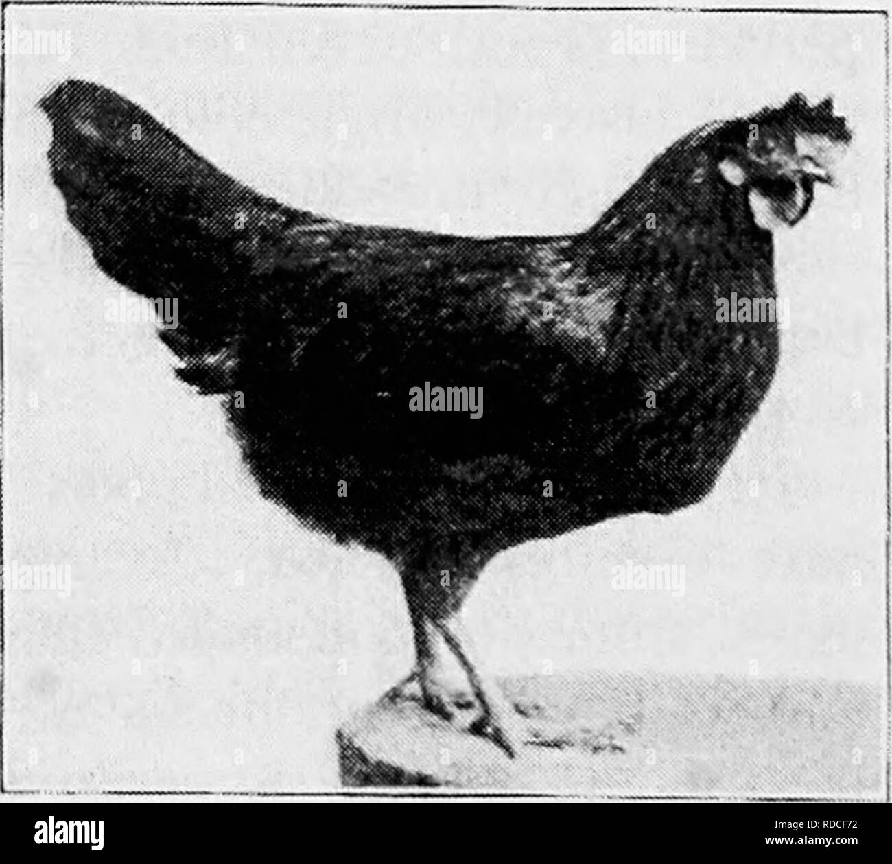 . Prinzipien und Praxis von Geflügel Kultur. Geflügel. Abb. 341. Single-Comb Braun Leghorn Hahn, Grove Hill Geflügel Yards, Waltham, Massachusetts und Ohrläppchen der Medi-Keller Klasse und von der Größe und Form, der Stil der Vogel. Die ohrläppchen sind weiß oder creme-weiß in der Farbe. Während der Körper Gefieder nicht so kurz ist wie die der Spiel Hühner, das Rennen ist in der Nähe gefiederten, mit großen Flügeln und Schwänze. Den Schaft und Fuß glatt sind, ist die Anzahl der Zehen normal, - vier auf jedem Fuß. Die englische Art der Leghorn ist größer als die Amerikaner, und meatier, ap-proachingthe Dorking Typ Stockfoto