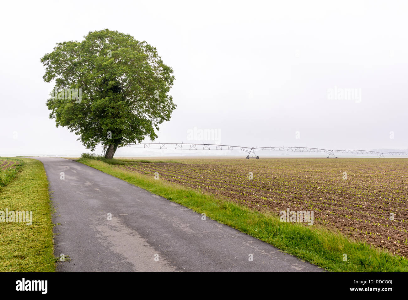 Einen Feldweg entlang einem Feld von Mais mit einer isolierten Walnussbaum und einen Drehmittelpunkt Bewässerungssystem in der französischen Landschaft von einem nebligen Morgen. Stockfoto