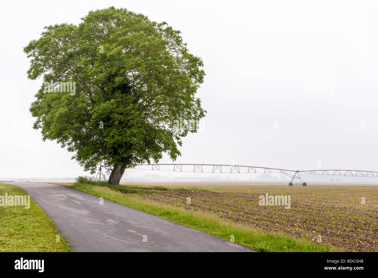Eine Landstraße entlang einem Feld von Mais mit einer isolierten Walnussbaum und einen Drehmittelpunkt Bewässerungssystem in der französischen Landschaft von einem nebligen Morgen. Stockfoto